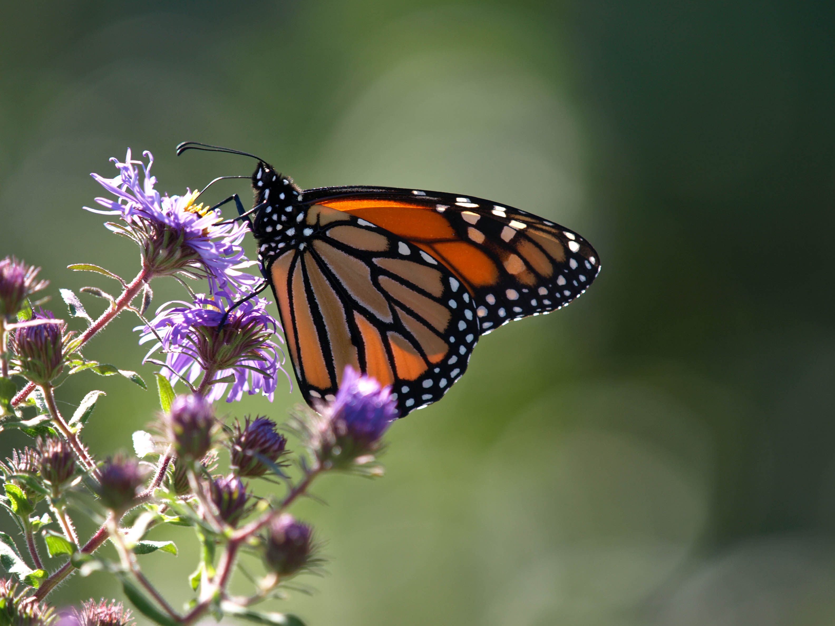Monarch butterfly on purple flowers HD Wallpaper