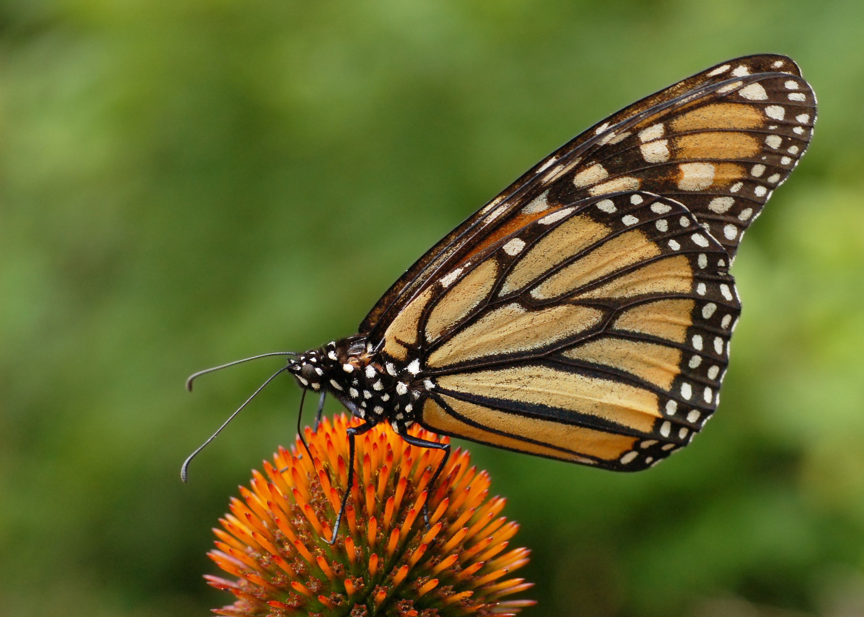 Monarch butterfly on an orange coneflower HD Wallpaper