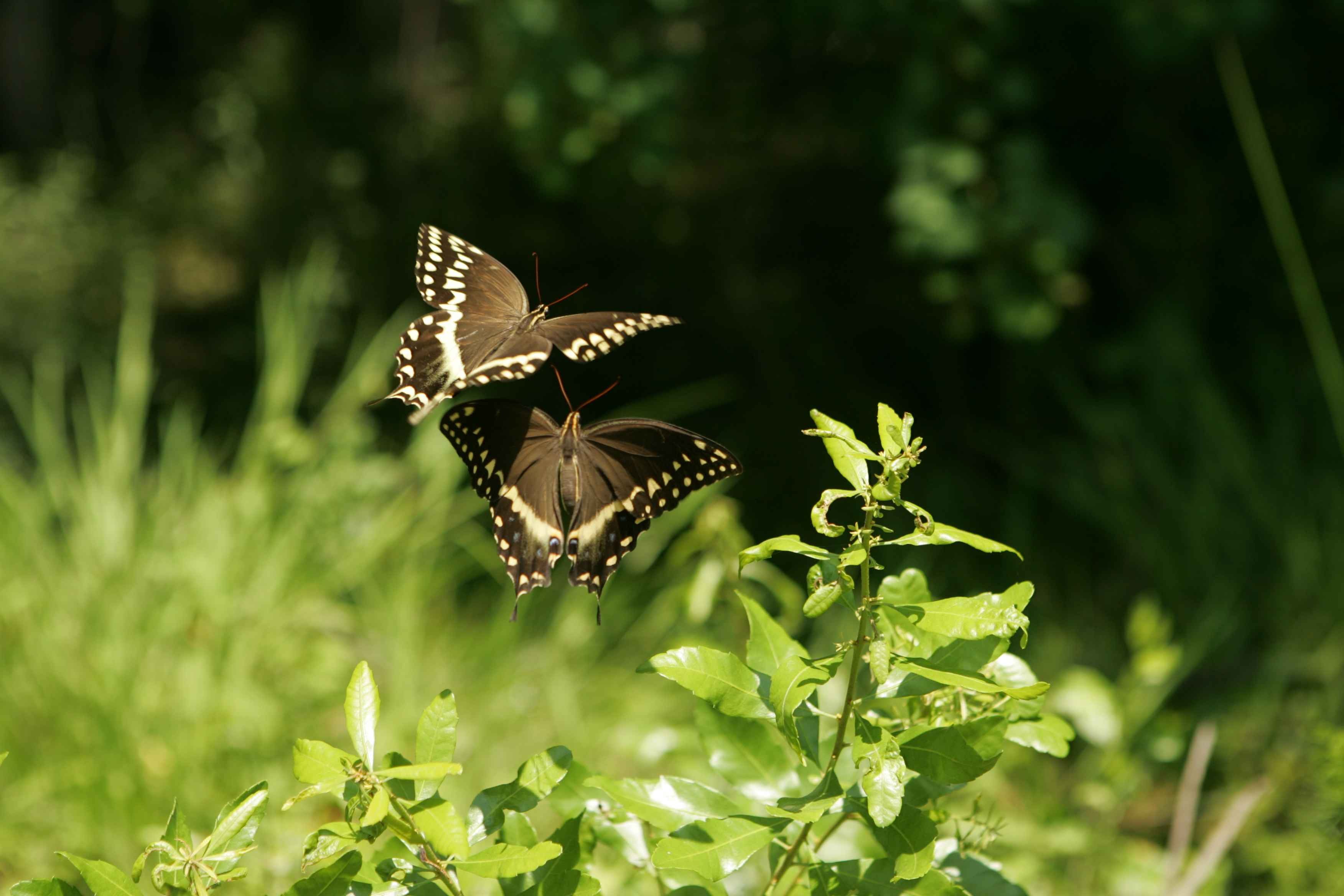 Two butterflies flying in a garden HD Wallpaper