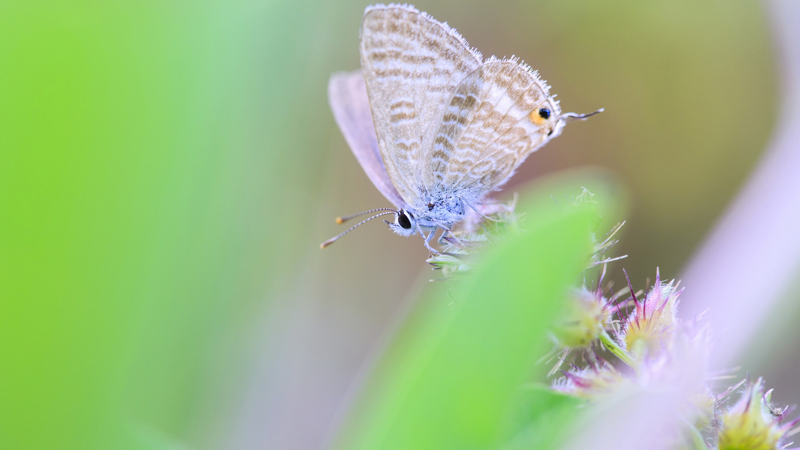Close-up of a small butterfly on a plant HD Wallpaper