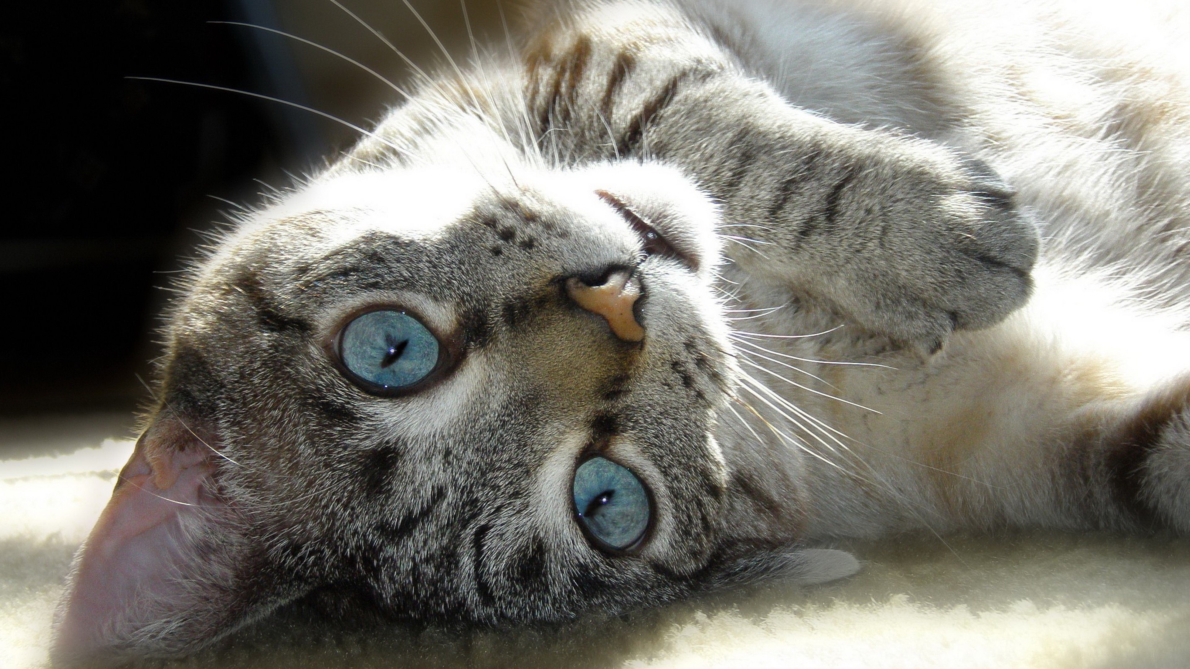 Close-up of a tabby cat with blue eyes HD Wallpaper