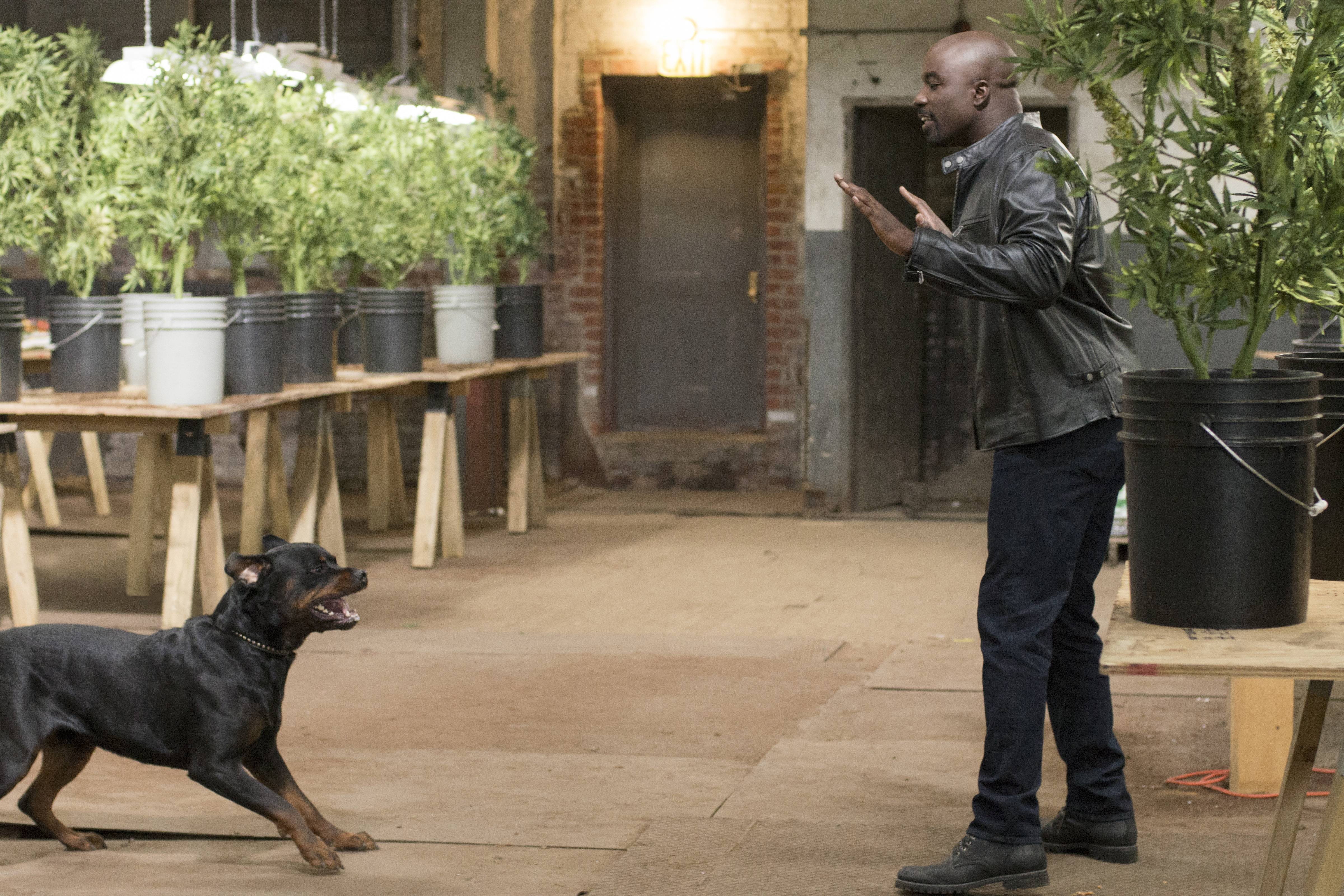 Mike Colter and a Rottweiler in a grow room HD Wallpaper