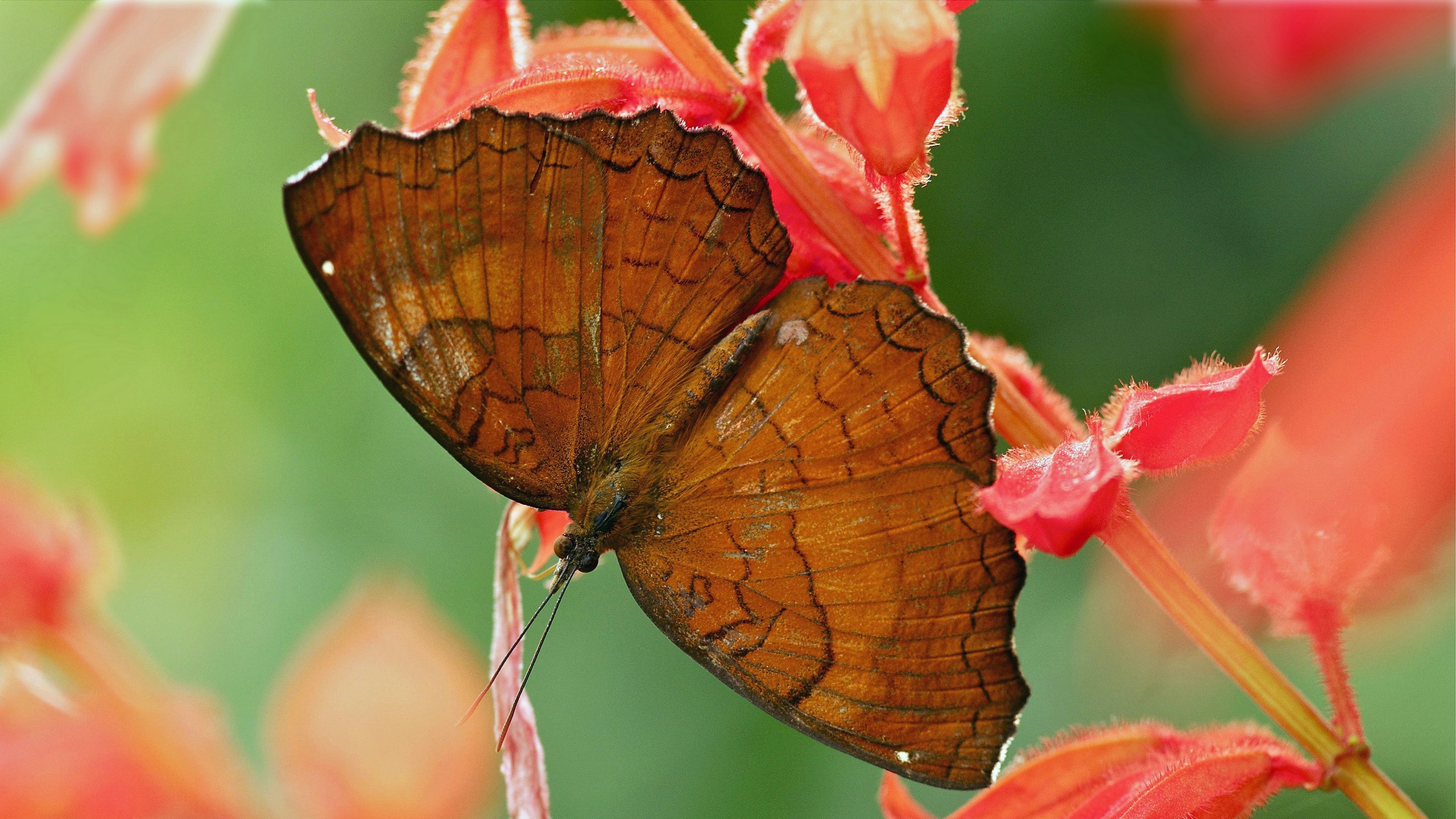 Brown butterfly on red flowers HD Wallpaper