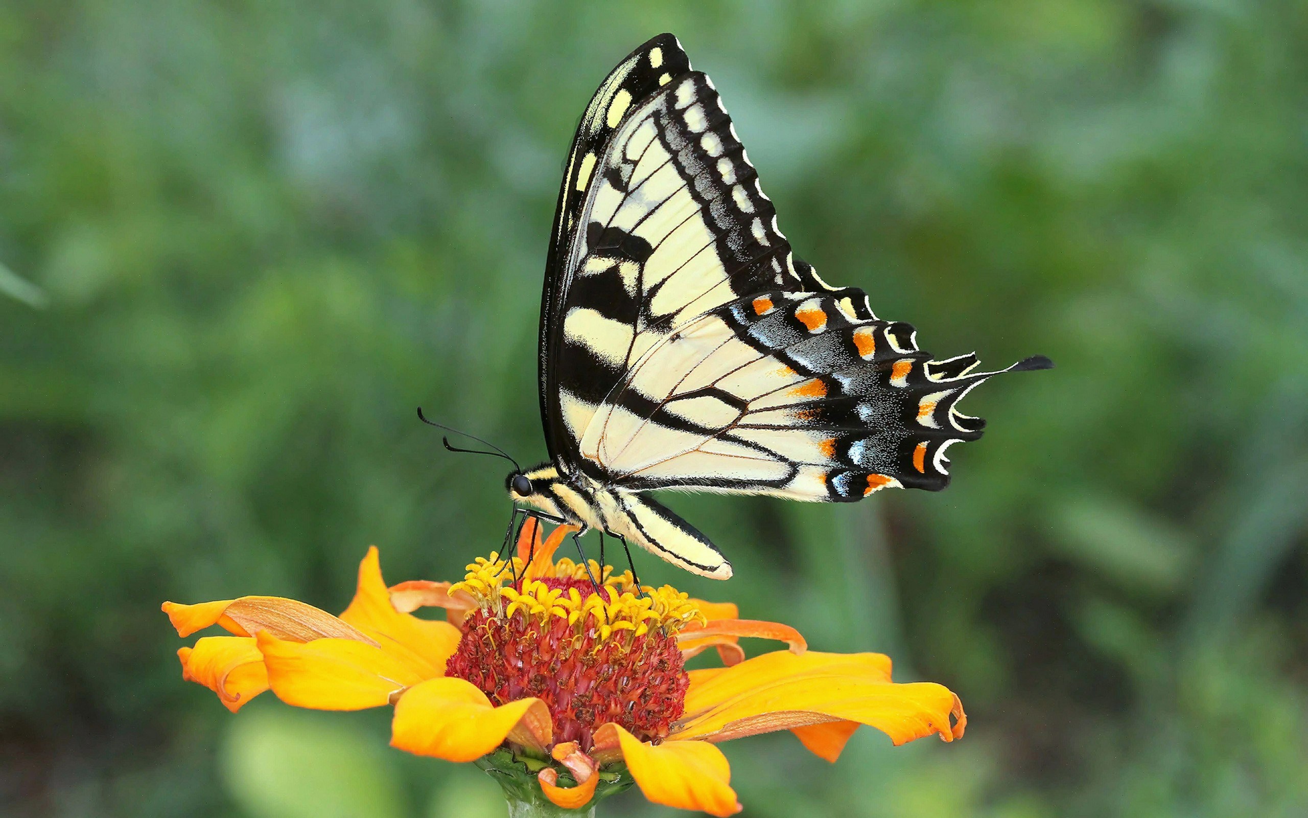 Tiger Swallowtail butterfly on an orange zinnia flower HD Wallpaper