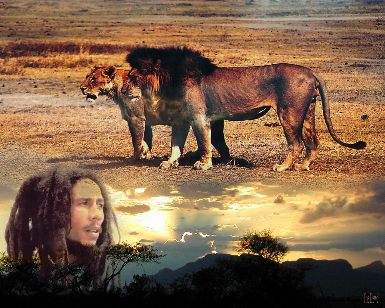Bob Marley and lions in savanna HD Wallpaper