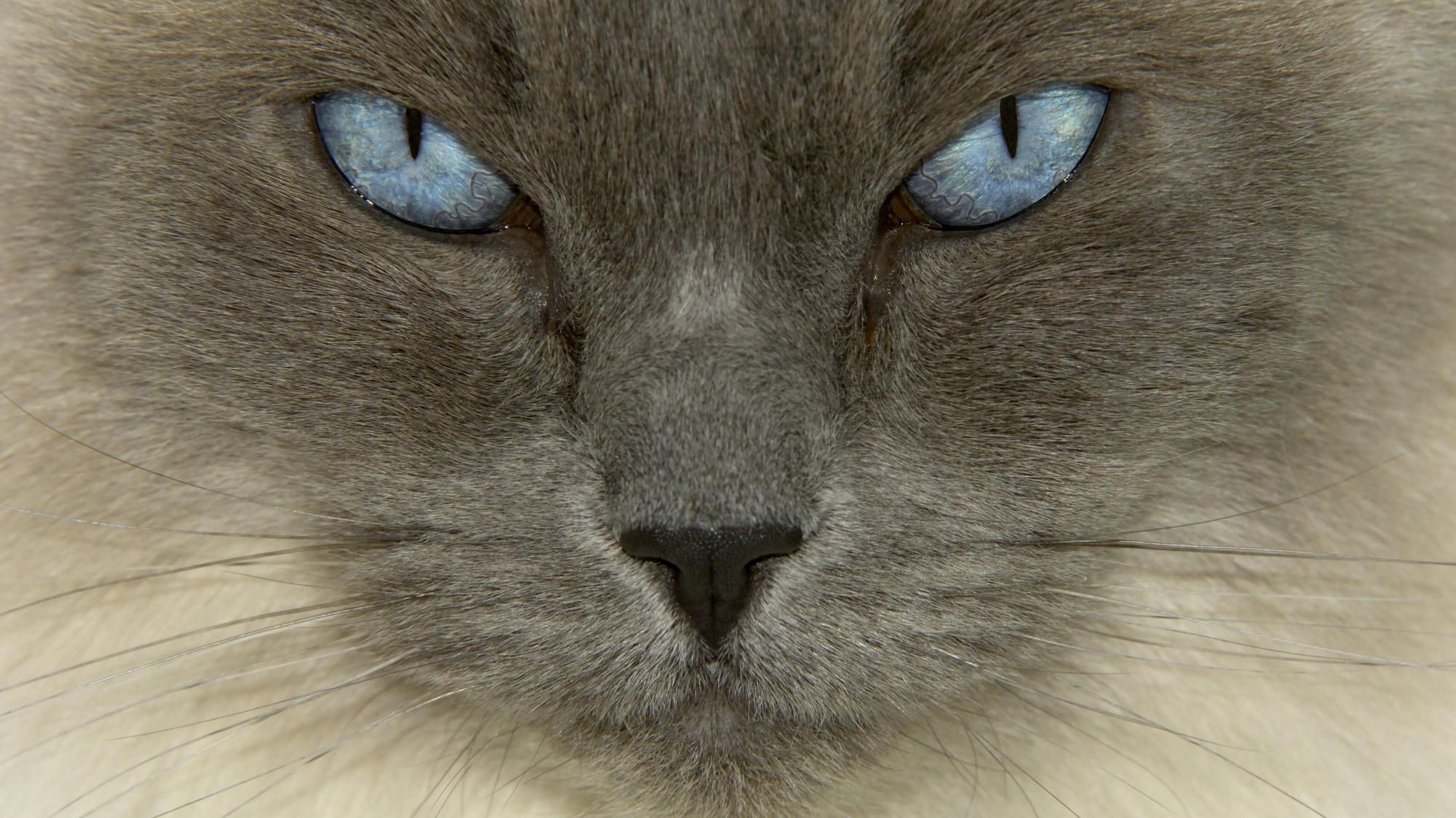 Close-up of a Ragdoll cat's face HD Wallpaper
