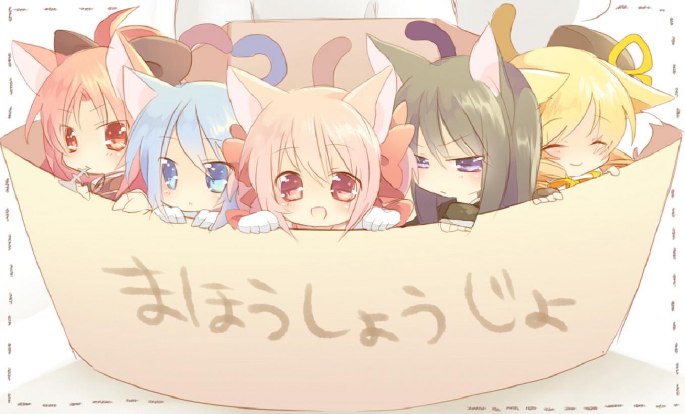 Five anime girls with cat ears in a box HD Wallpaper