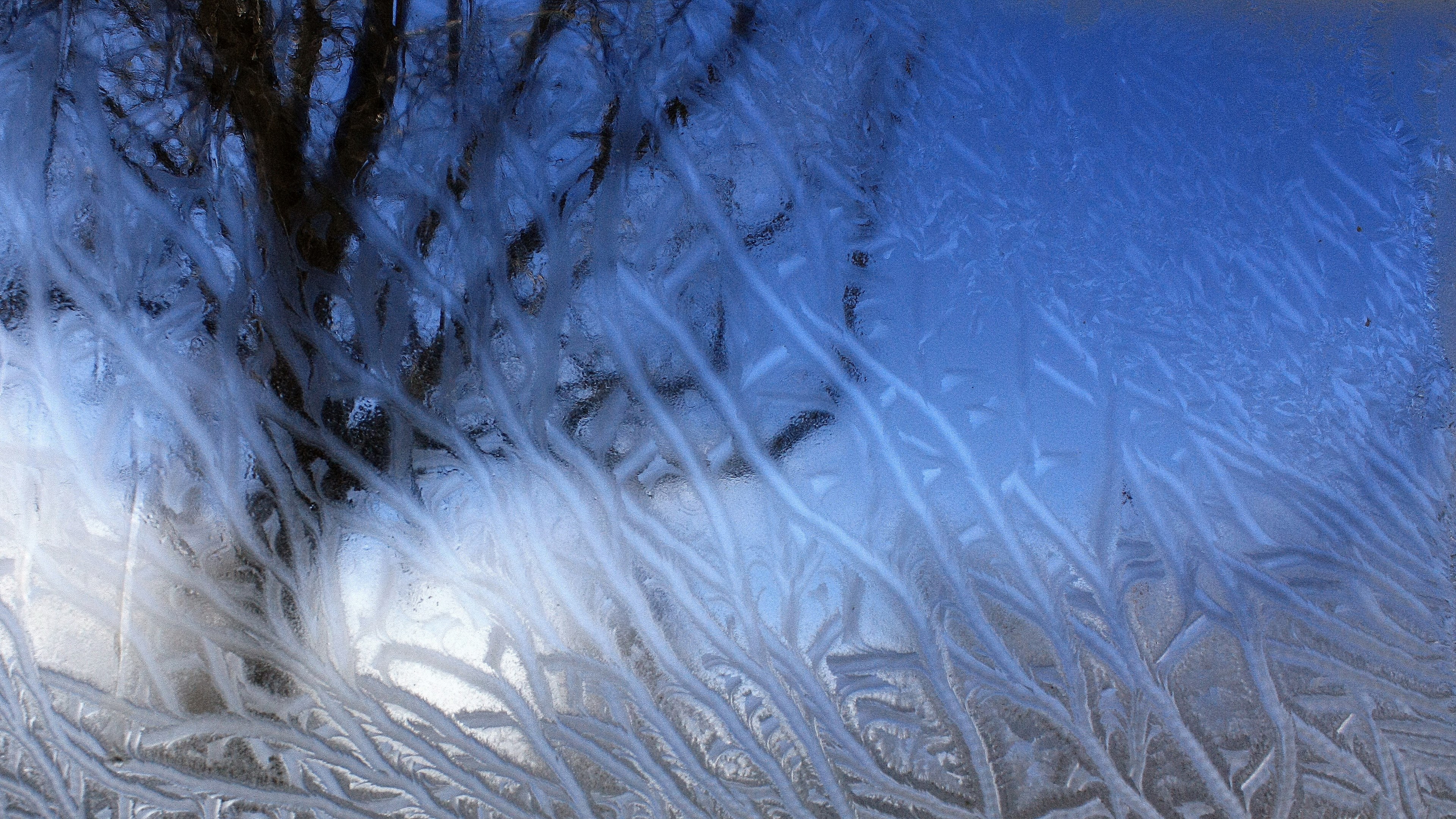 Frost patterns on a window with tree silhouette HD Wallpaper