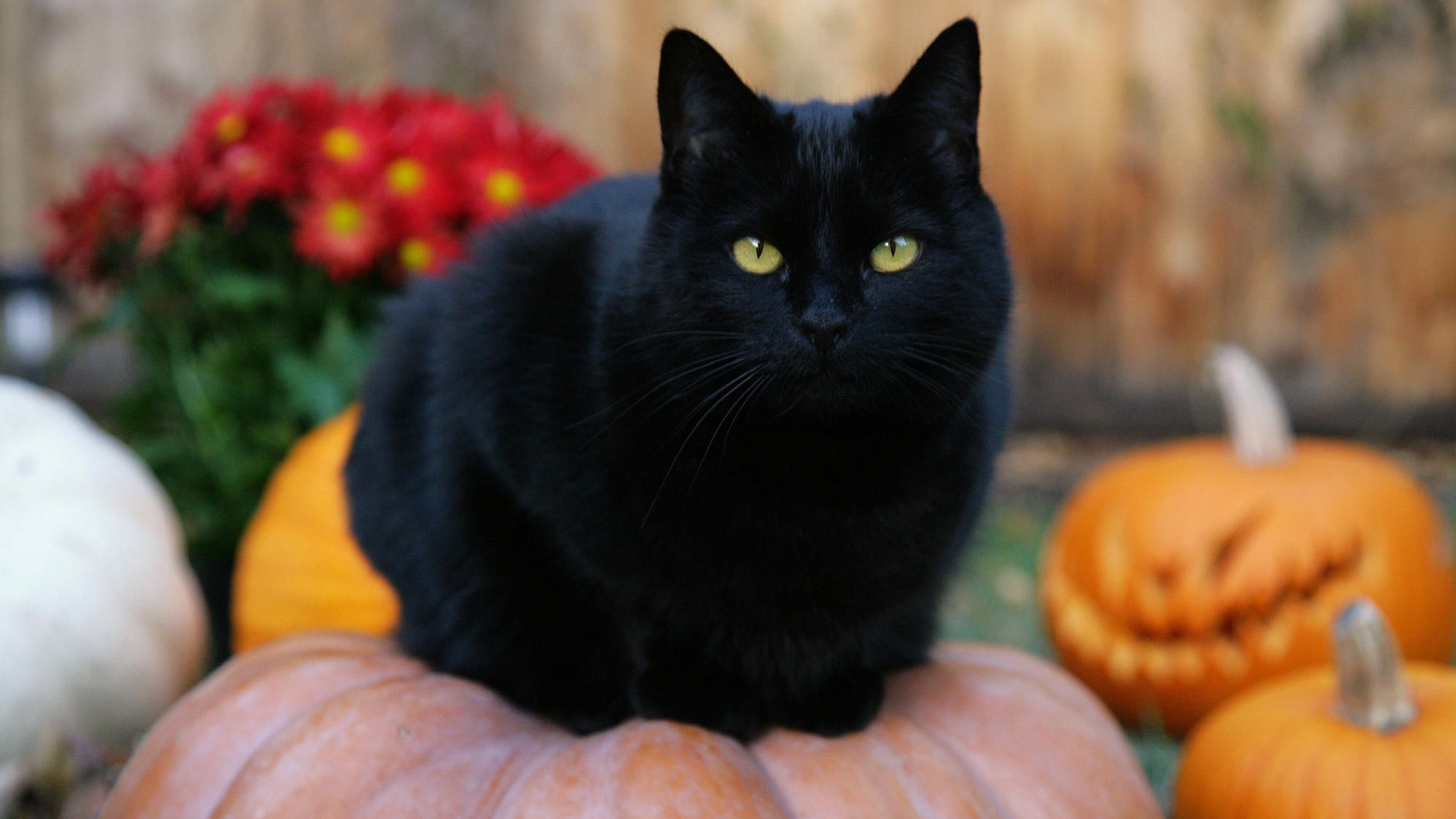 Black cat sitting on a pumpkin with pumpkins and flowers HD Wallpaper