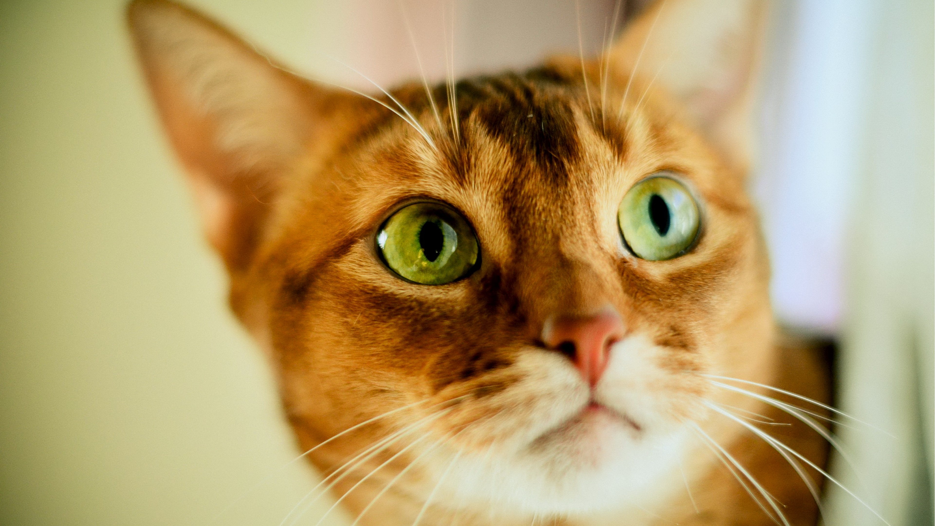 Close-up of an Abyssinian cat's face HD Wallpaper