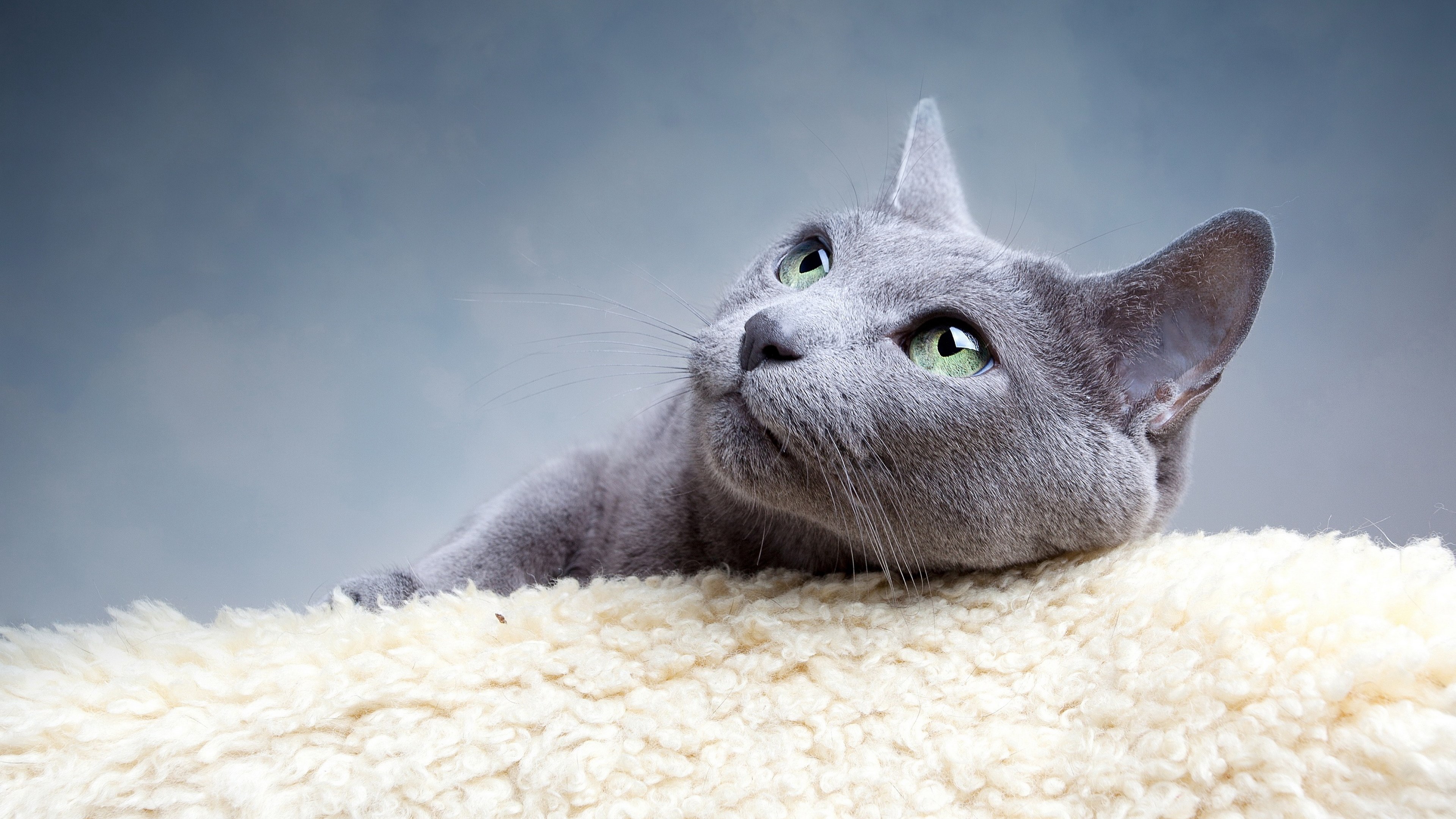 Russian Blue cat with green eyes on a fluffy surface HD Wallpaper