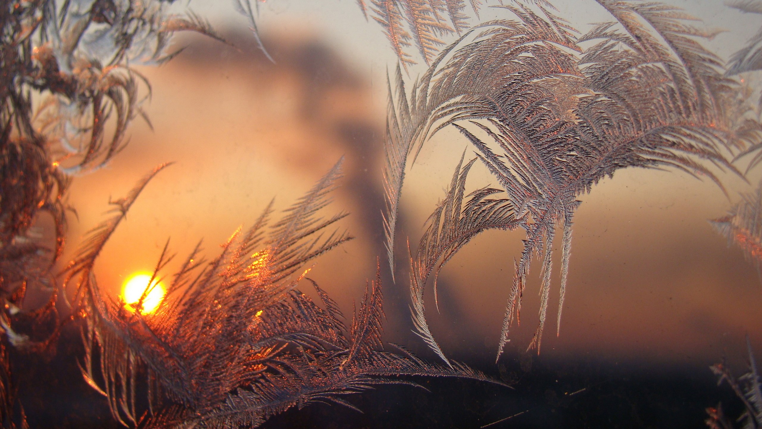 Frost patterns on a window with sunset HD Wallpaper