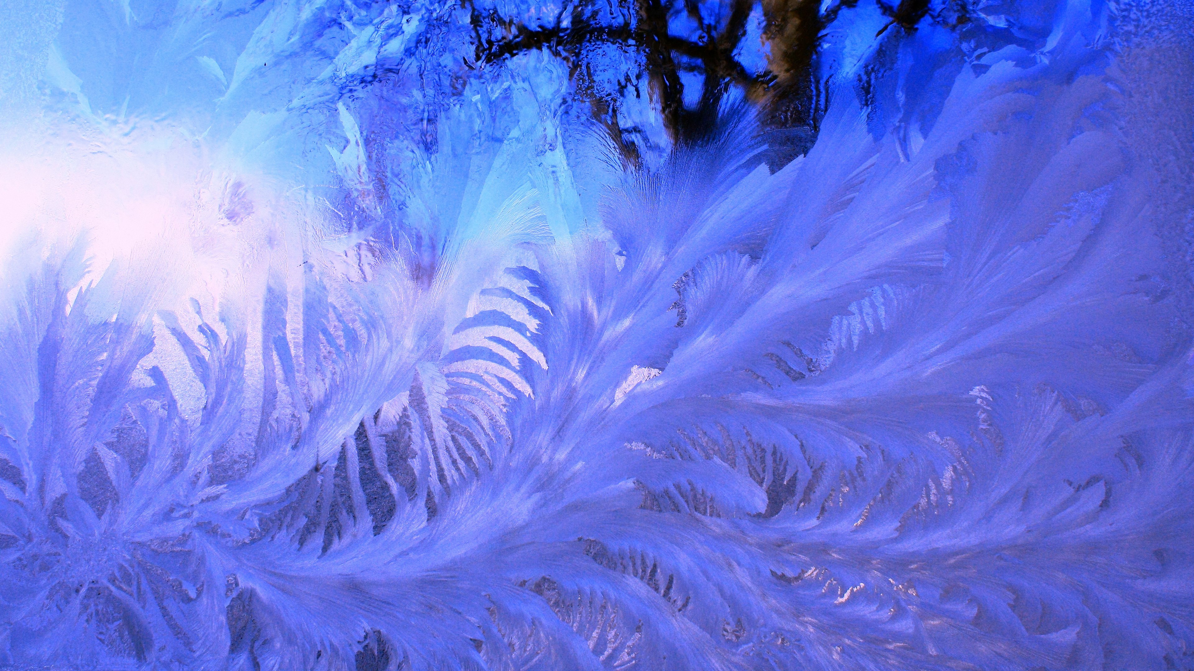 Frost patterns on a window with tree branches HD Wallpaper