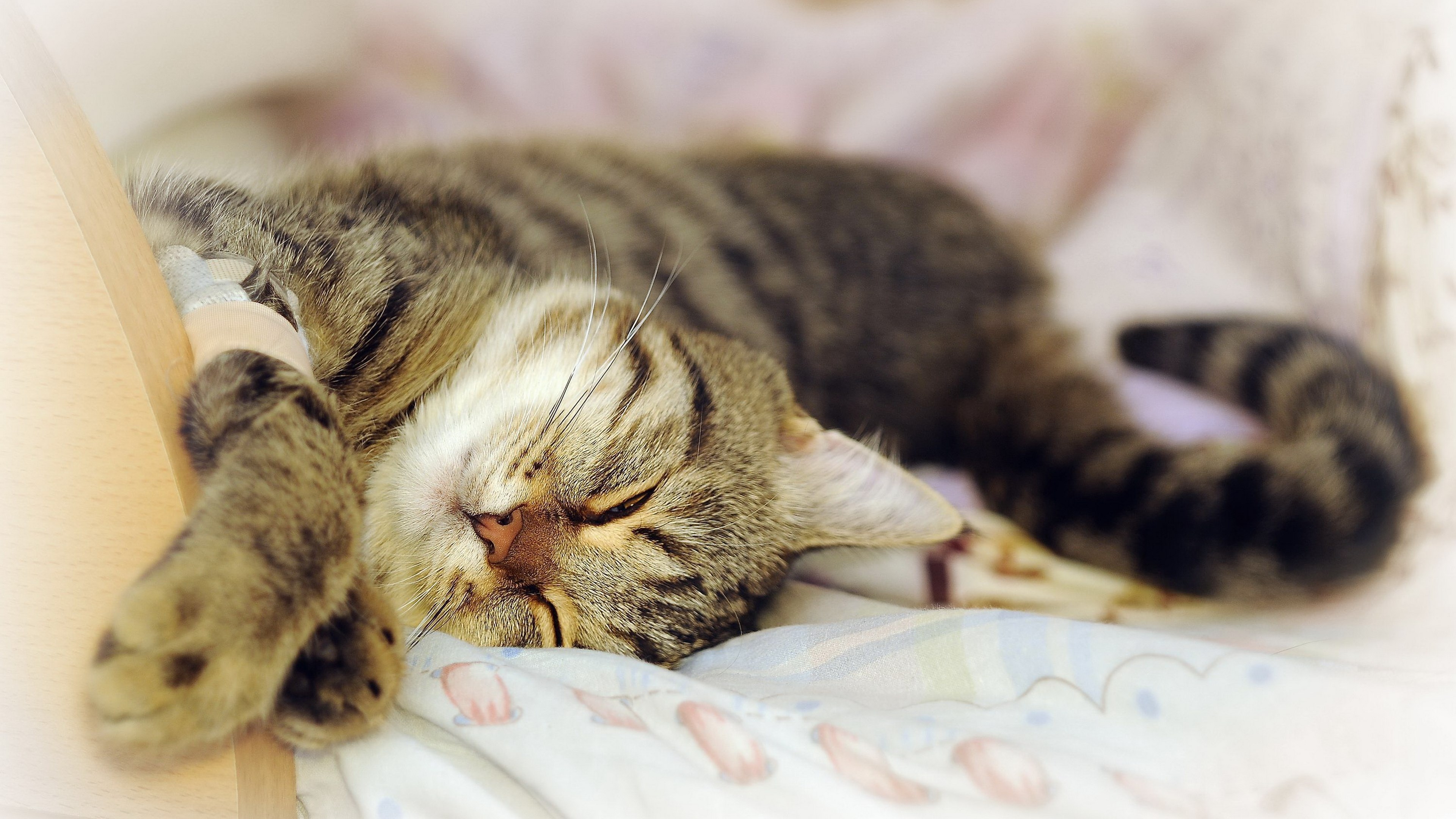Tabby cat sleeping with IV drip HD Wallpaper