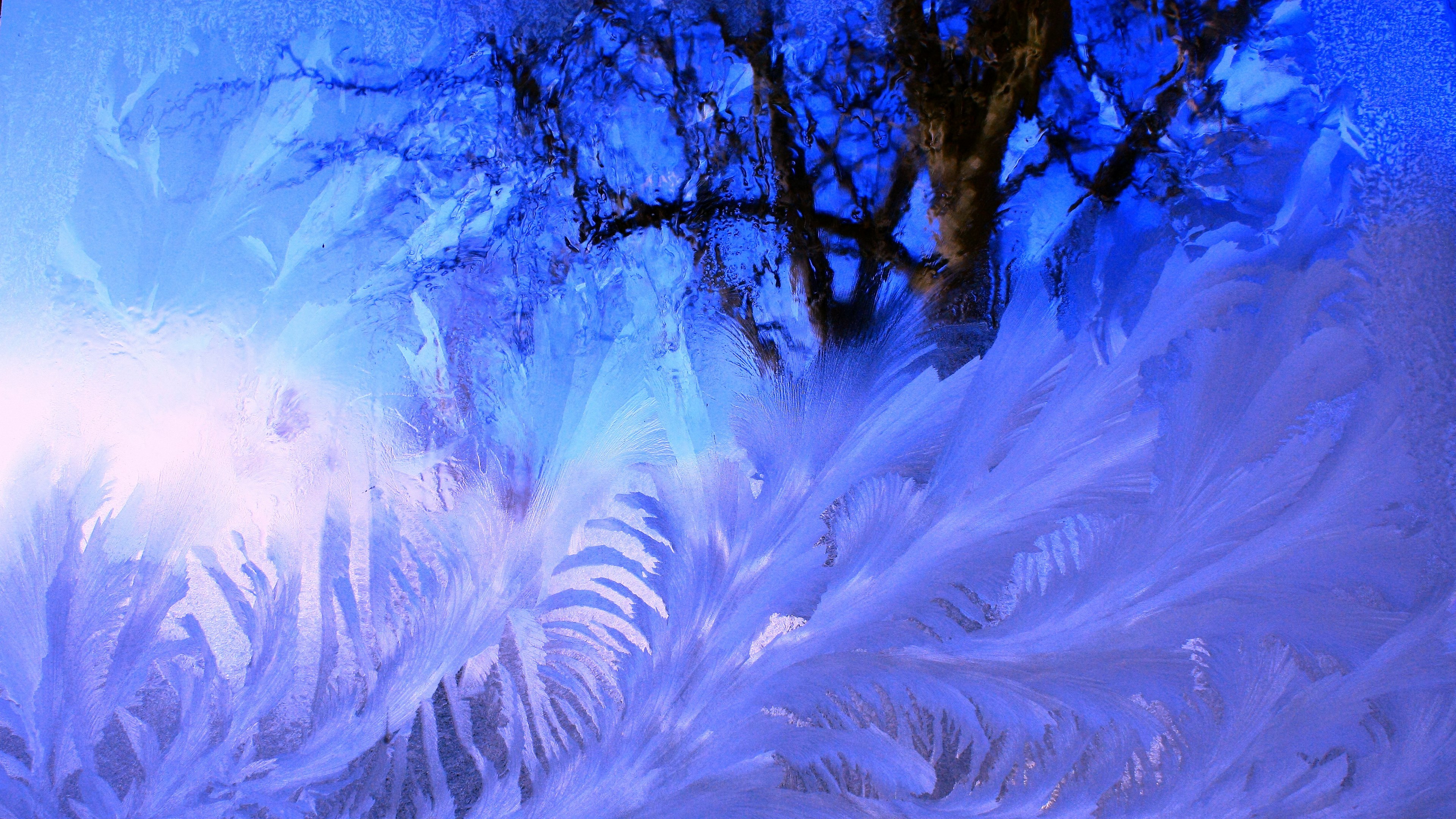 Frost patterns on a window with tree branches HD Wallpaper