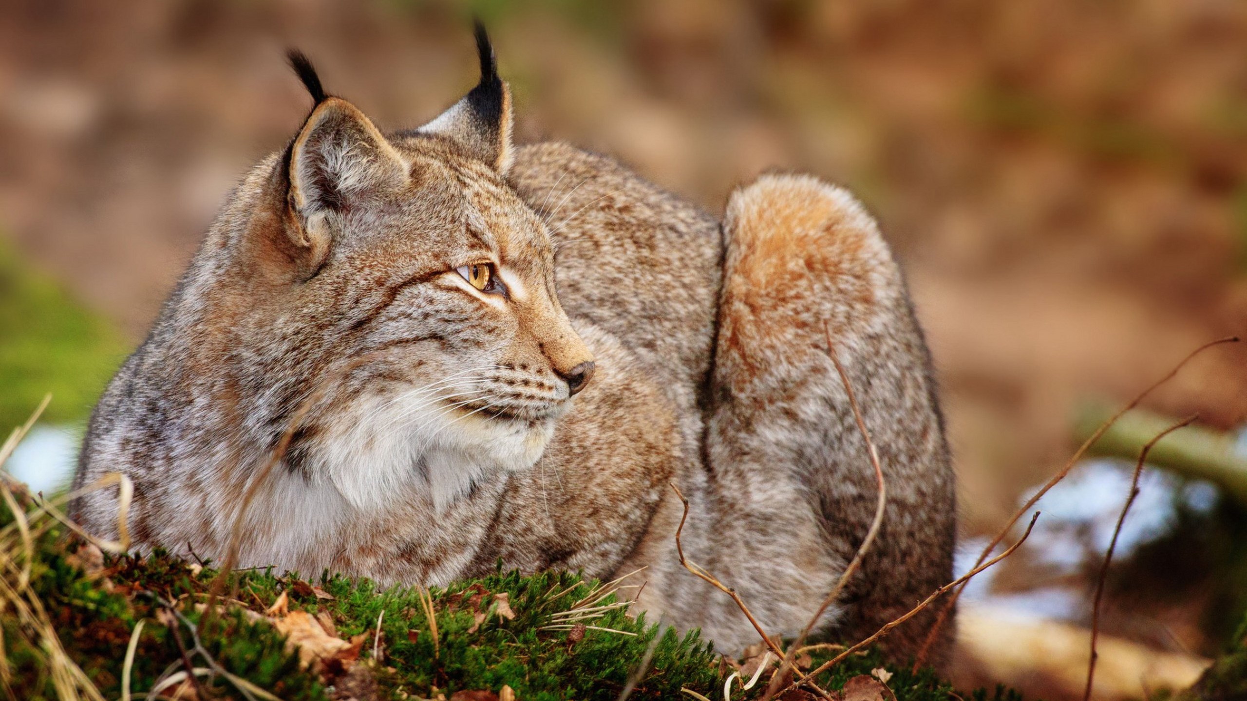 Lynx lying on mossy ground in forest HD Wallpaper