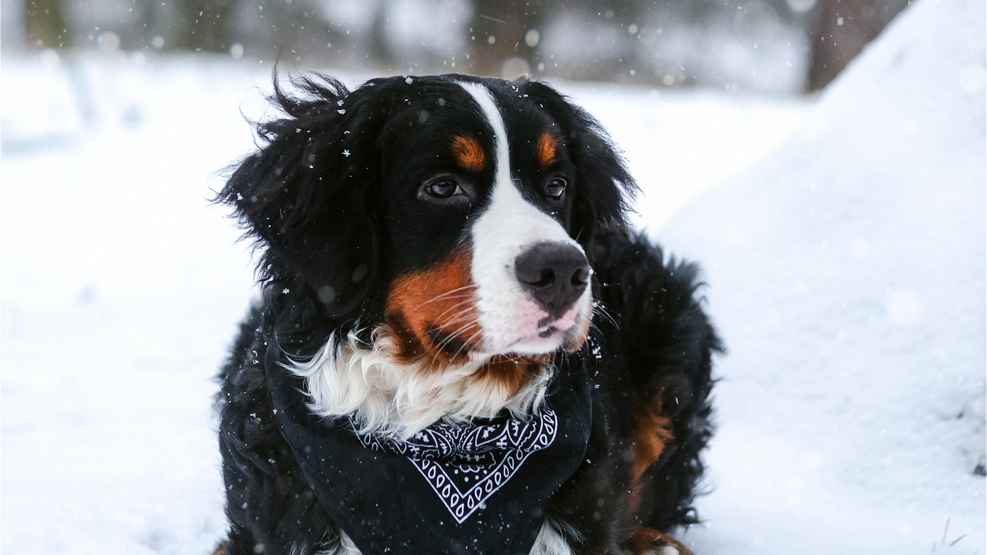 Bernese Mountain Dog in Snowy Winter Scene HD Wallpaper