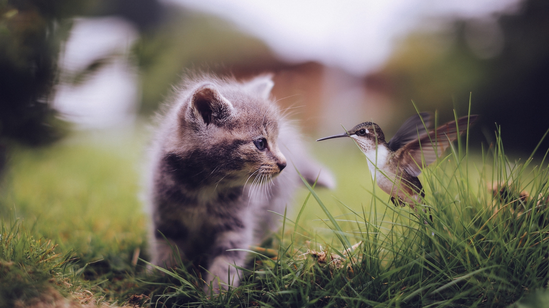 Kitten and hummingbird in grass HD Wallpaper