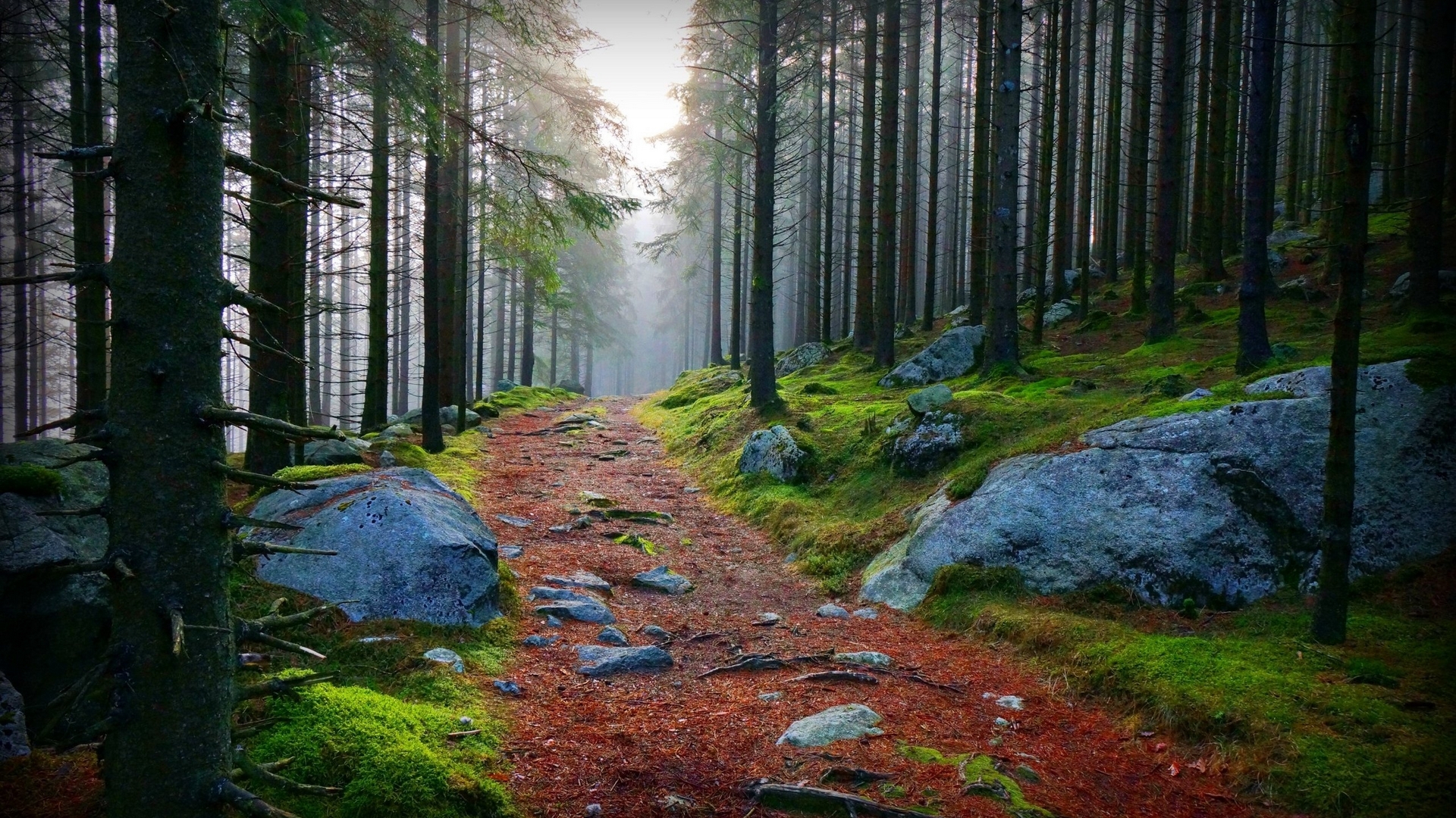 A path through a mossy forest with large rocks HD Wallpaper
