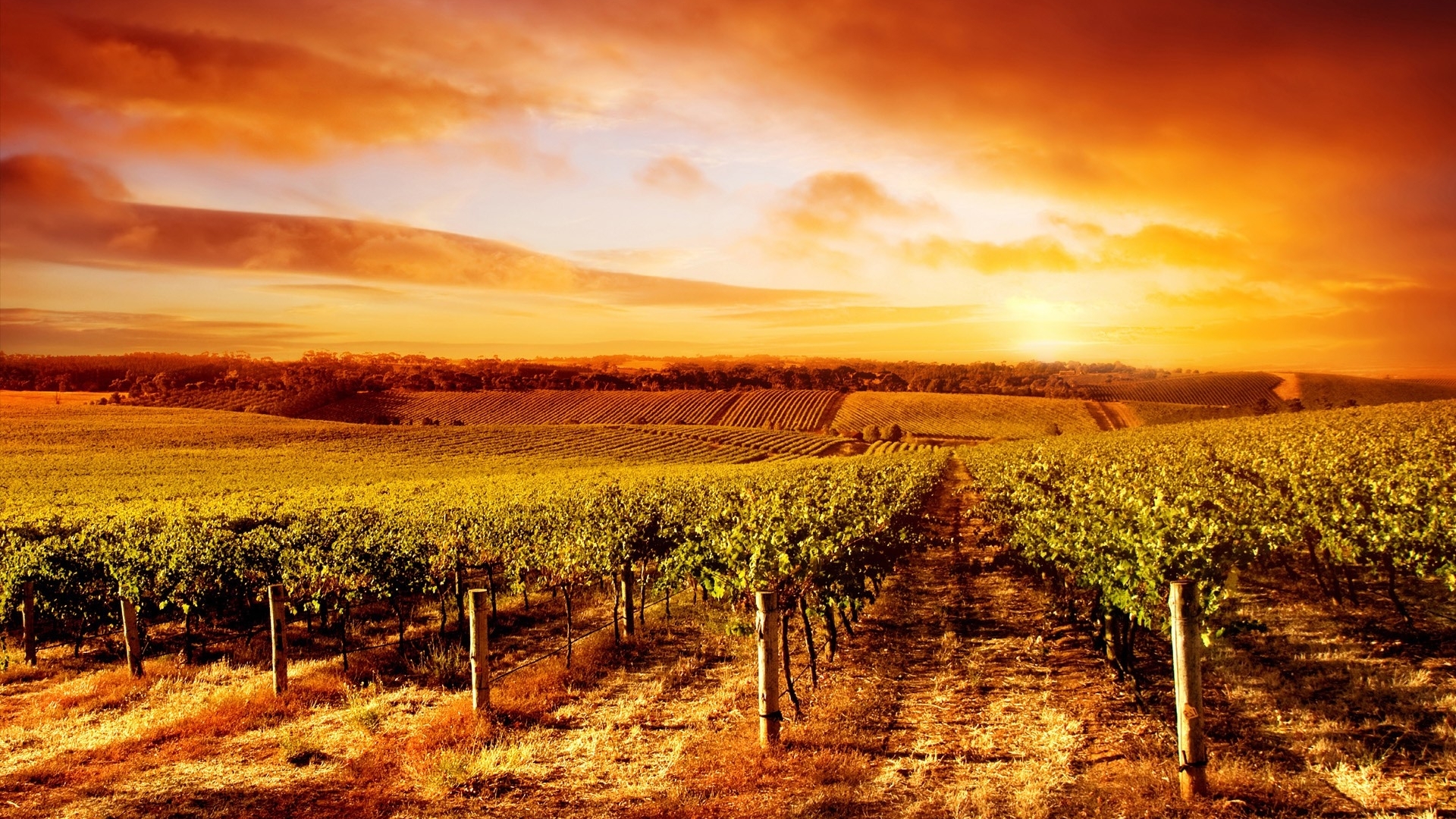 Golden Vineyard Fields at Sunset HD Wallpaper
