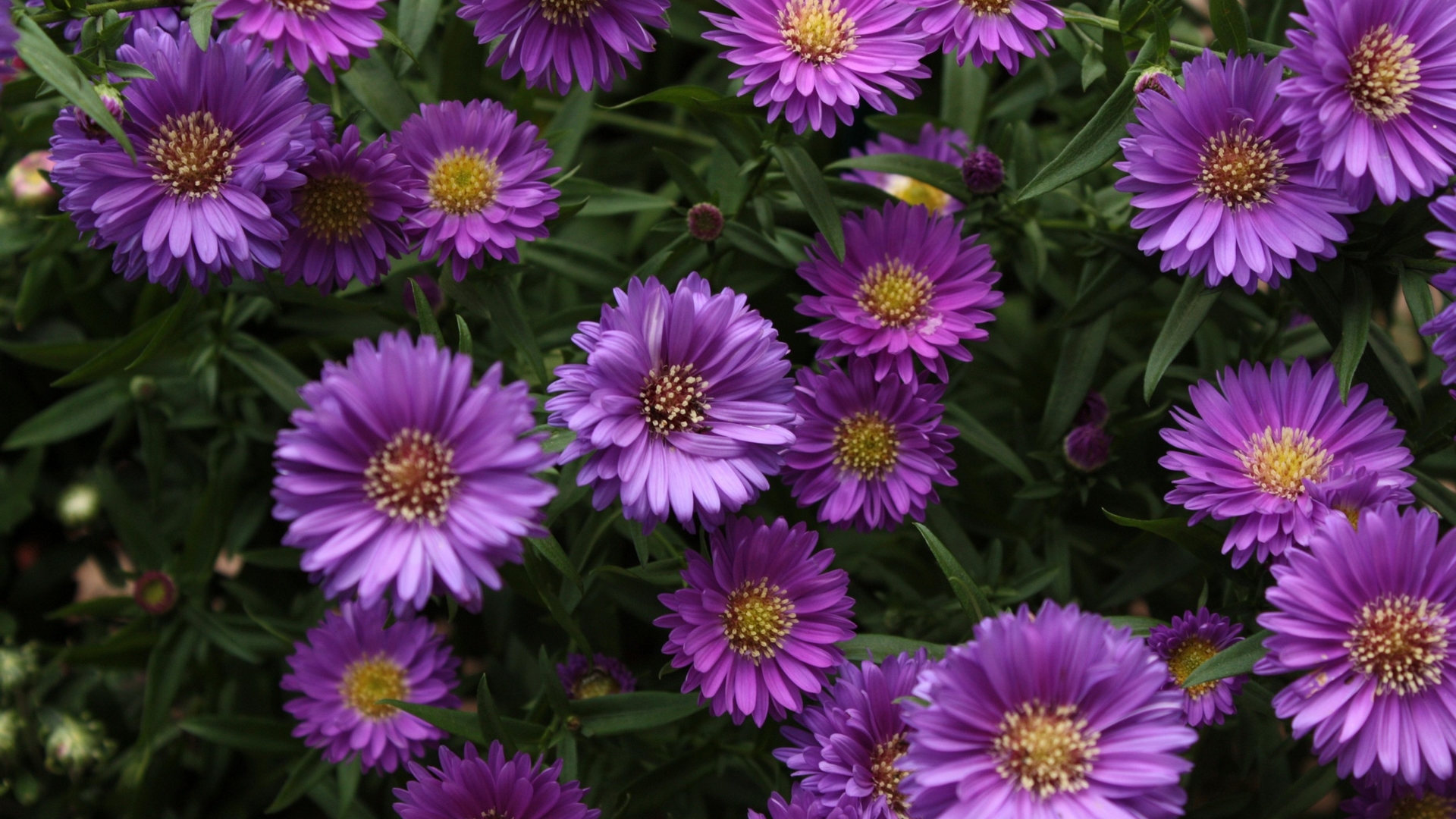 Purple aster flowers in a garden HD Wallpaper