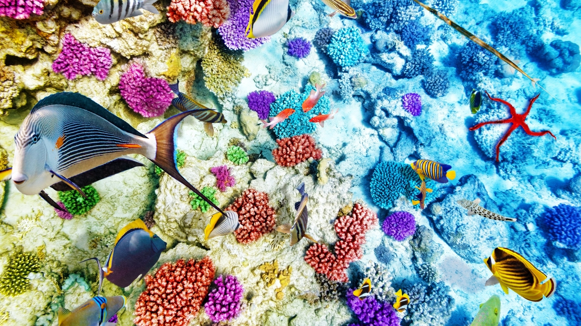 Colorful coral reef with various fish and a starfish HD Wallpaper