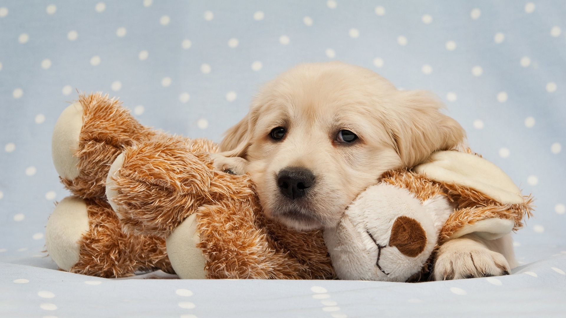 Golden Retriever puppy with a teddy bear HD Wallpaper
