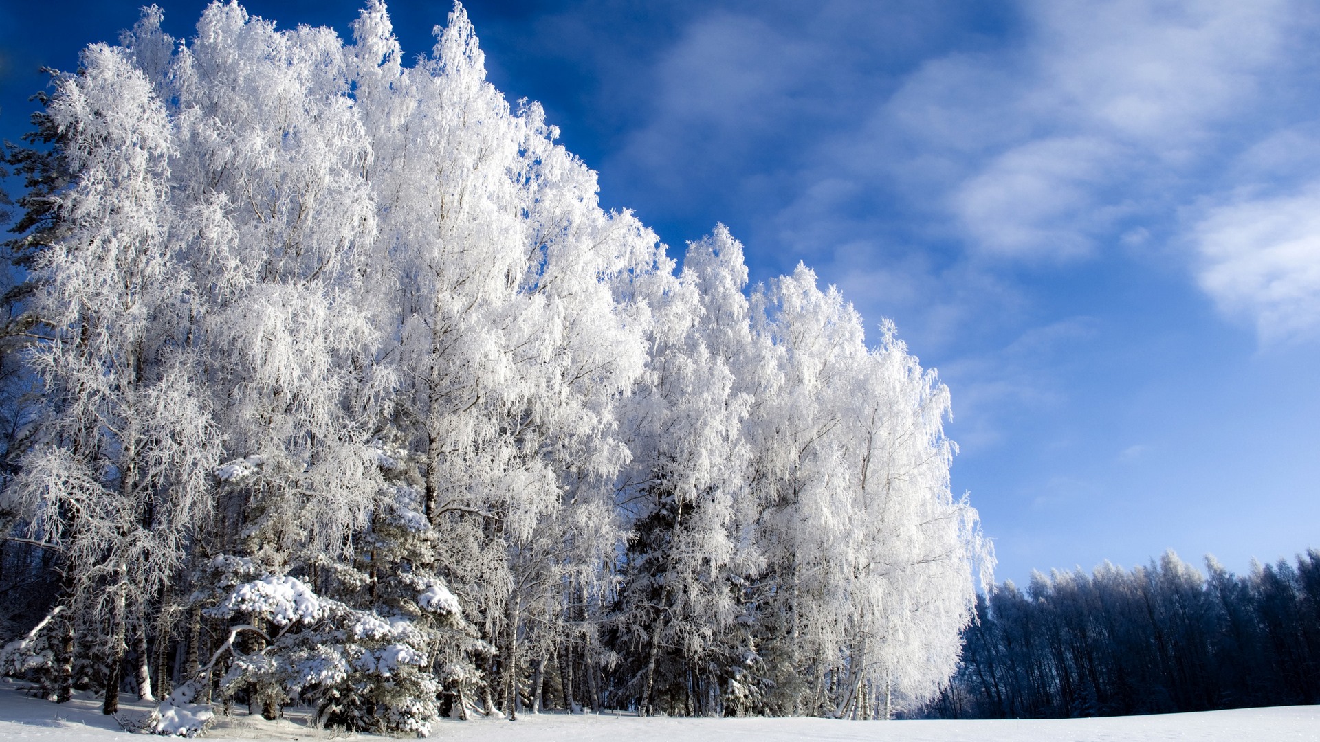 Snow-covered trees under a blue sky HD Wallpaper