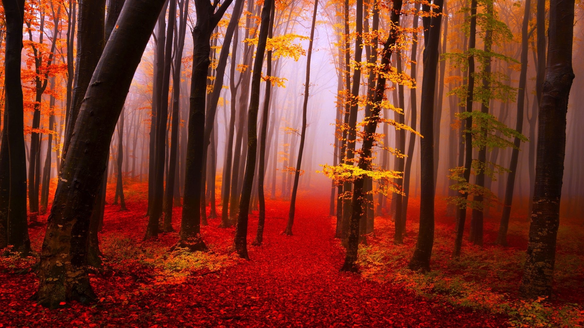 Red and yellow forest path with fog HD Wallpaper
