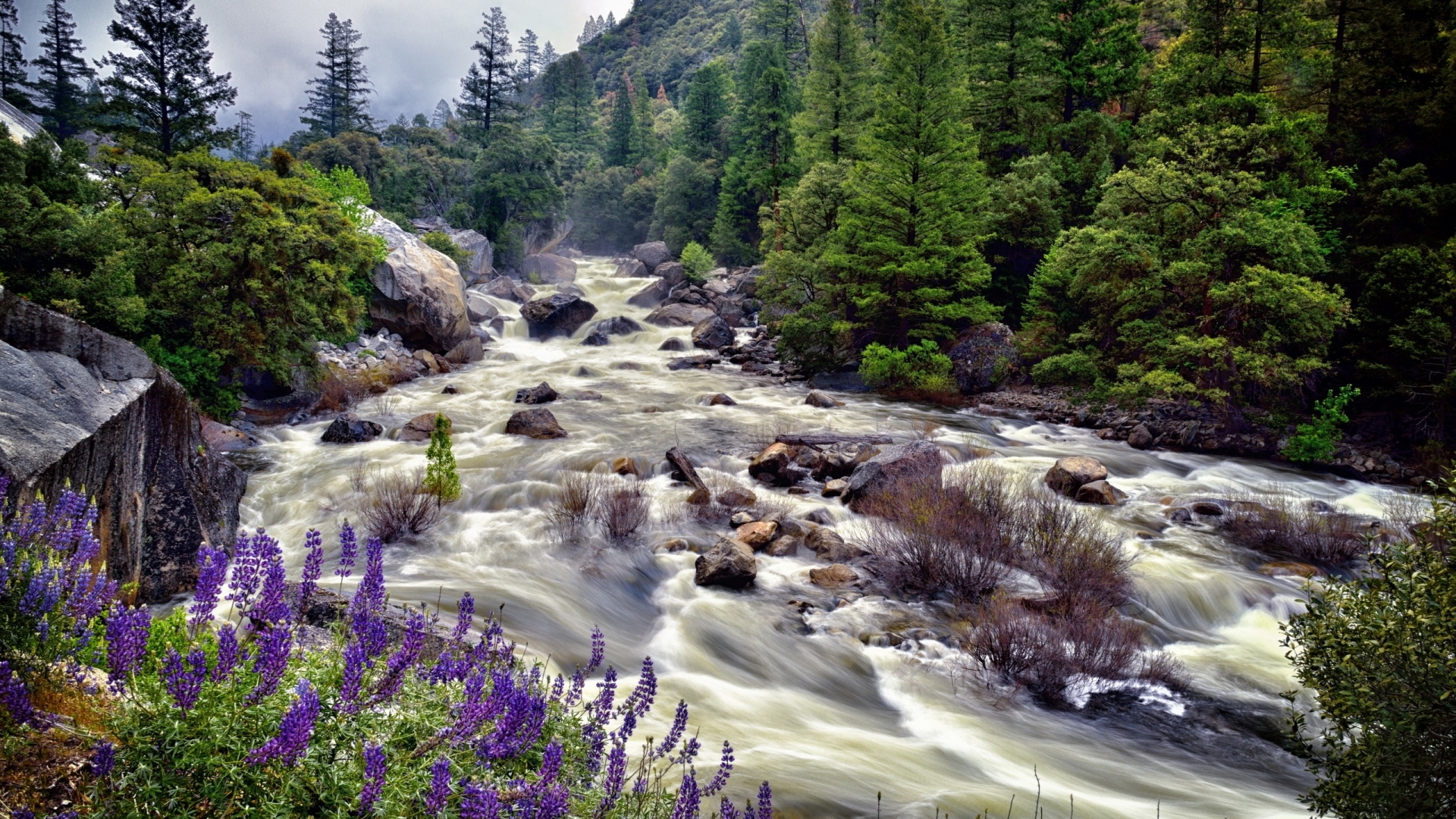 River flowing through a forest with purple flowers HD Wallpaper