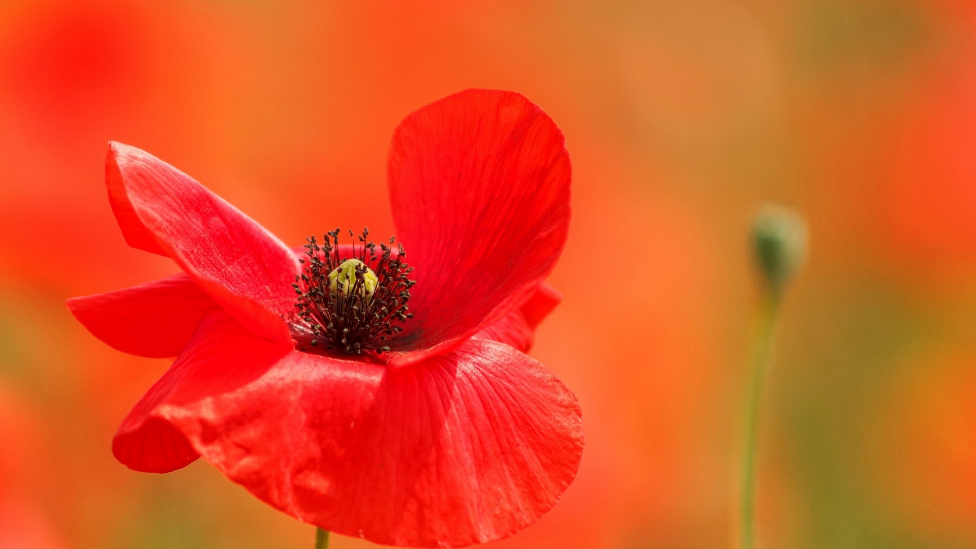 Close-up of a red poppy flower in a field HD Wallpaper