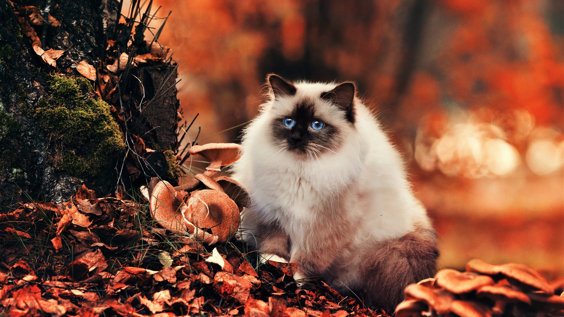 Birman cat sitting among mushrooms and autumn leaves HD Wallpaper