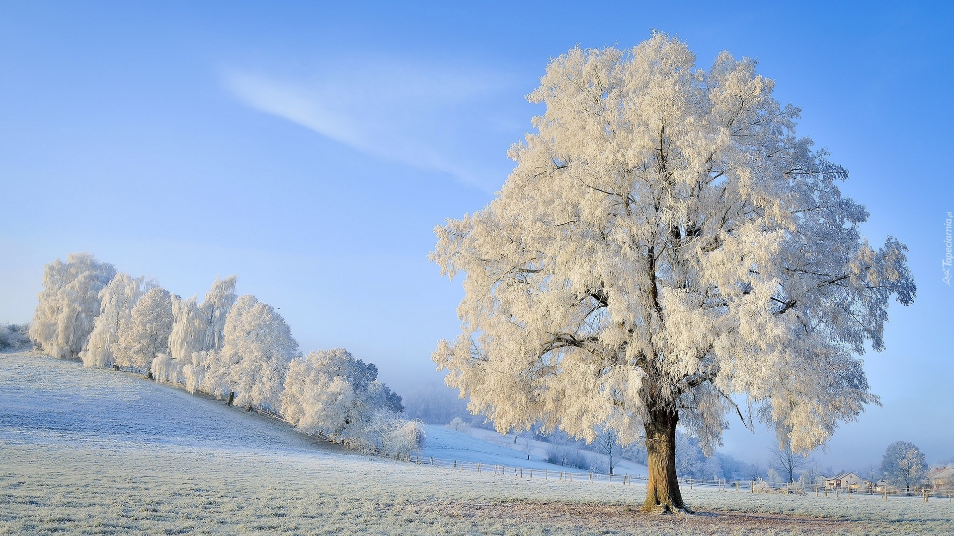 Frosted trees on a winter hill under a blue sky HD Wallpaper