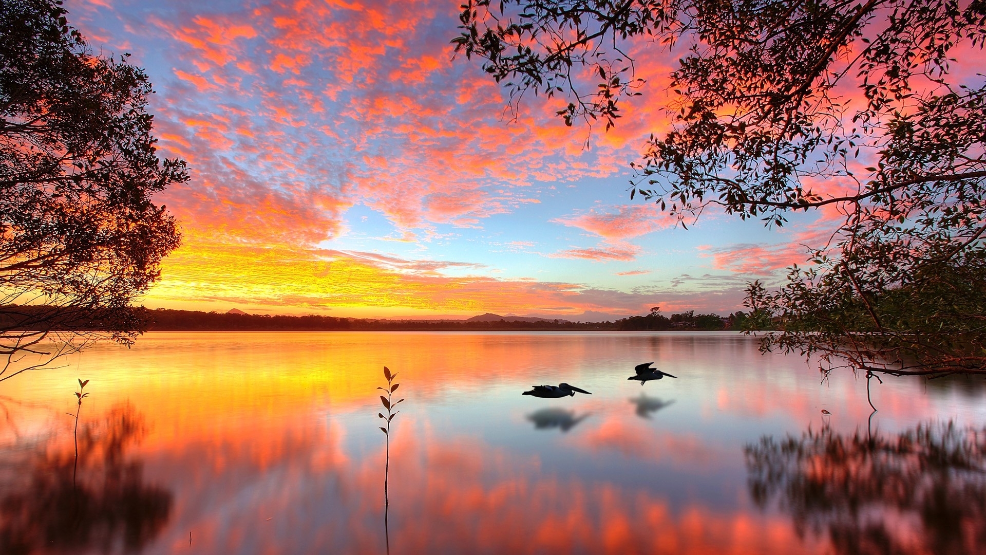 Two pelicans fly over a lake at sunset HD Wallpaper