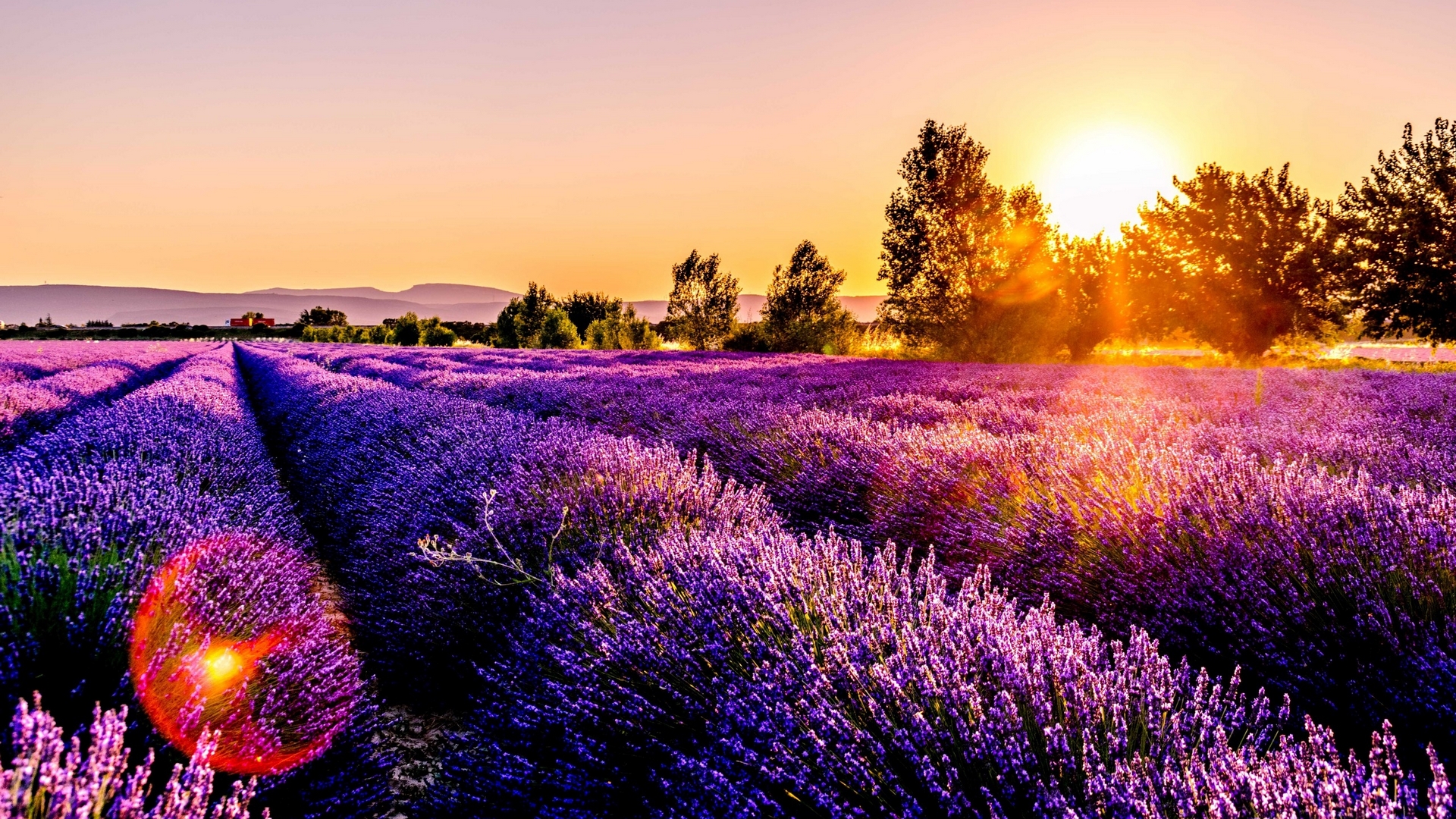 Lavender field at sunset with sun rays HD Wallpaper