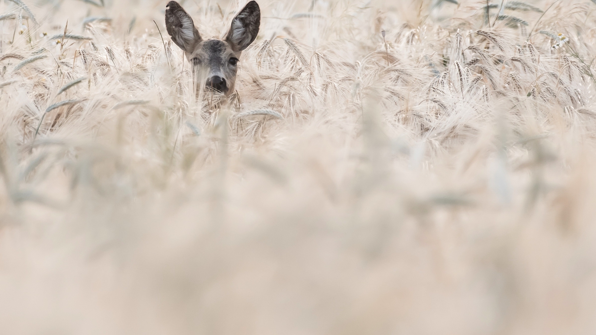 Deer peeking out from tall grass HD Wallpaper