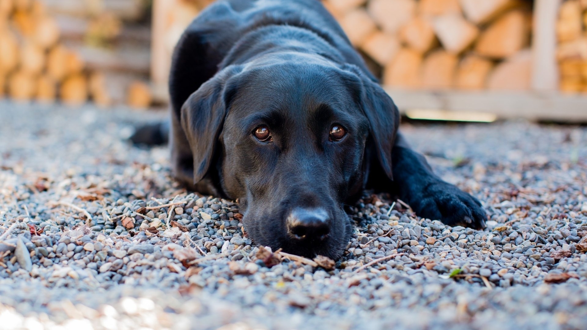Black Labrador dog lying on gravel HD Wallpaper
