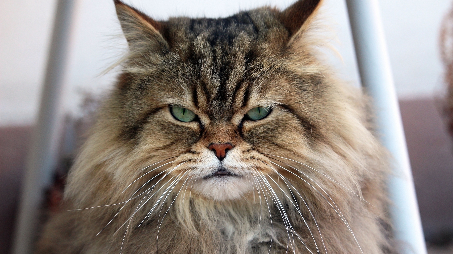 Close-up of a fluffy Siberian cat's face HD Wallpaper