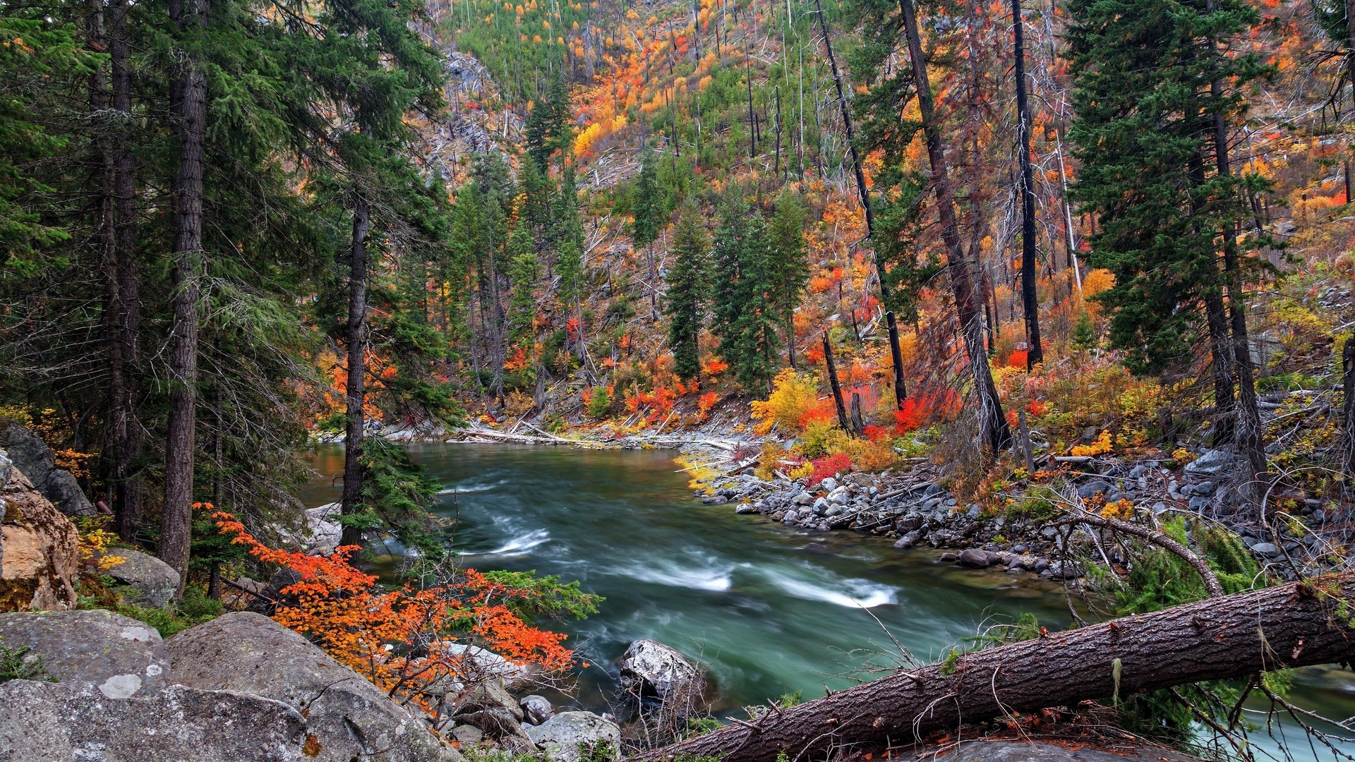 Autumn forest with a river and fallen log HD Wallpaper