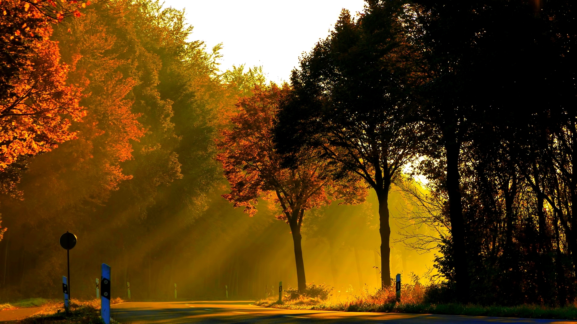 Autumn forest road with sunlight filtering through trees HD Wallpaper