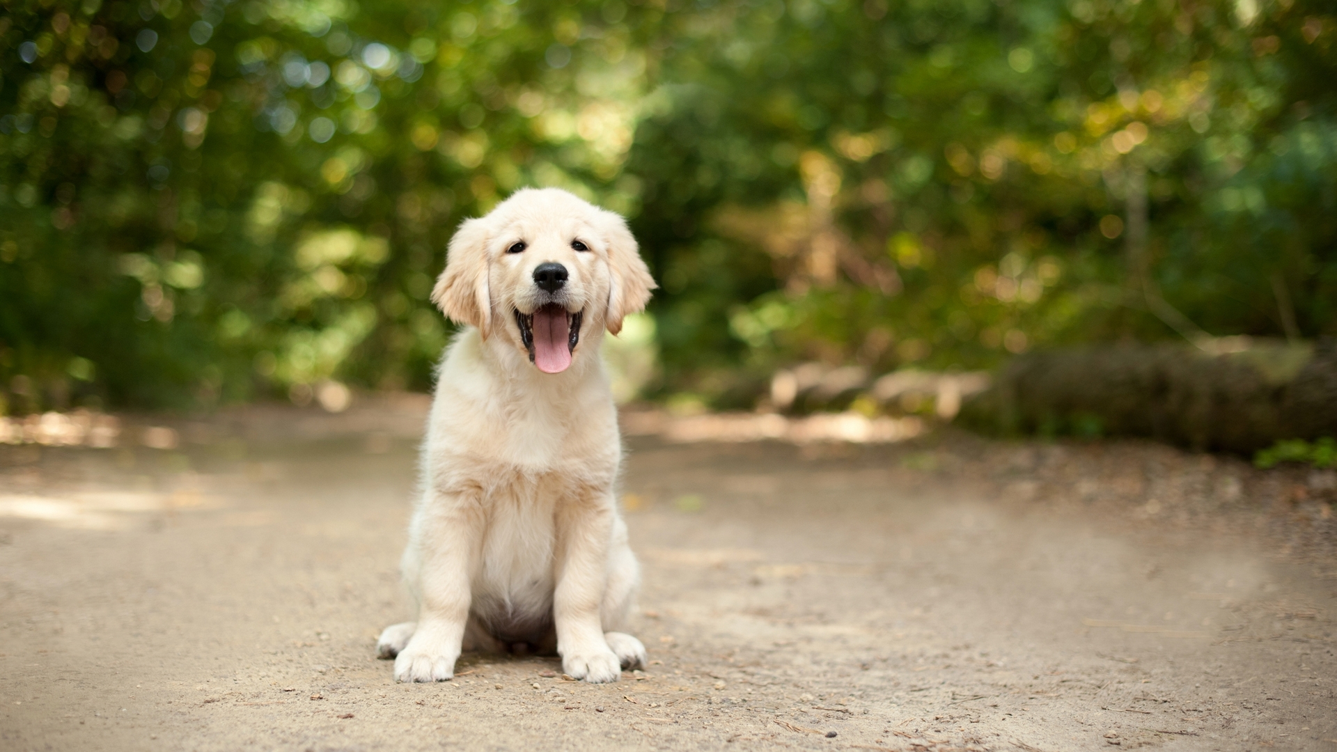 Golden Retriever puppy sitting on a dirt path HD Wallpaper