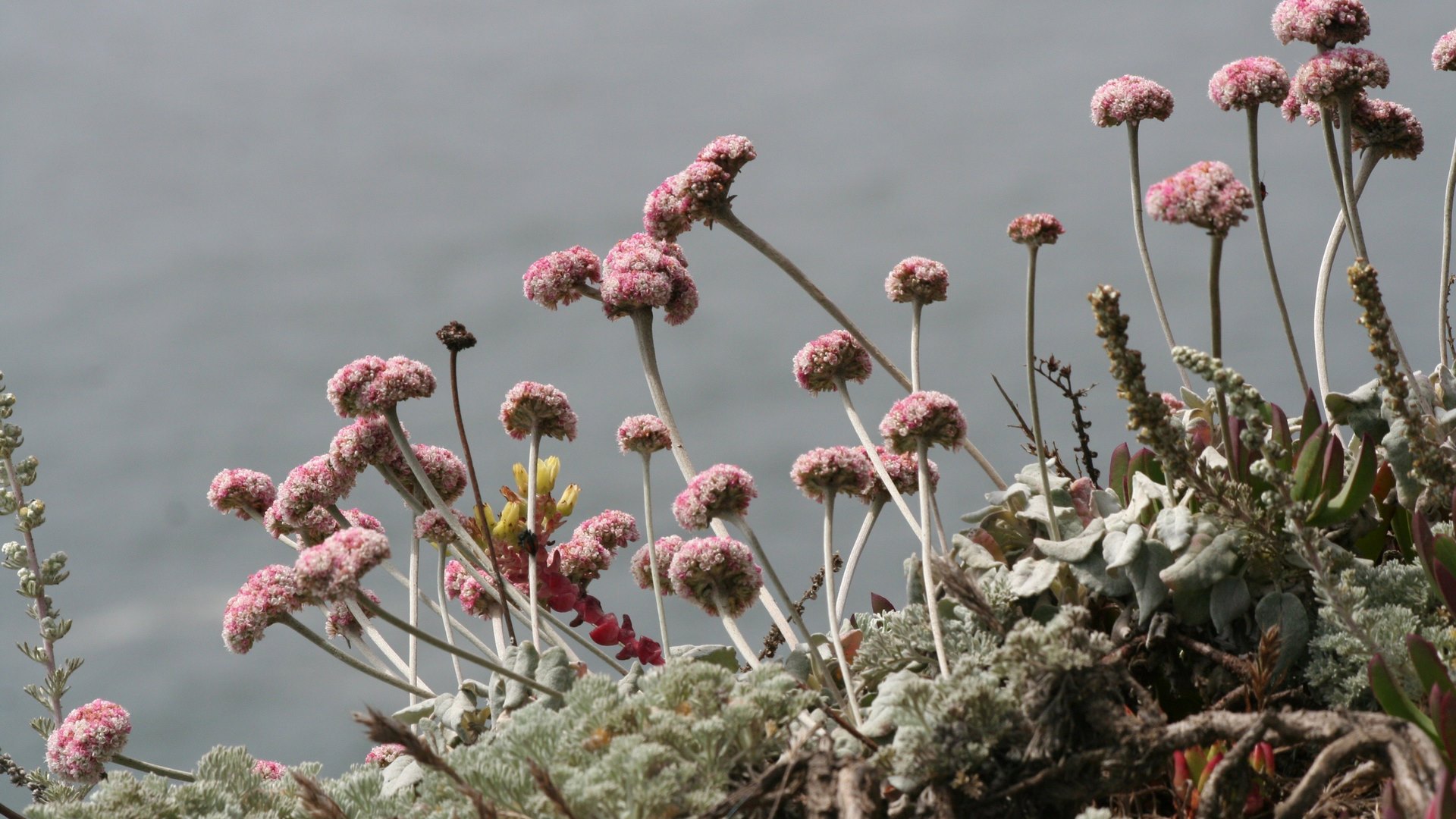 Pink flowers by the water HD Wallpaper