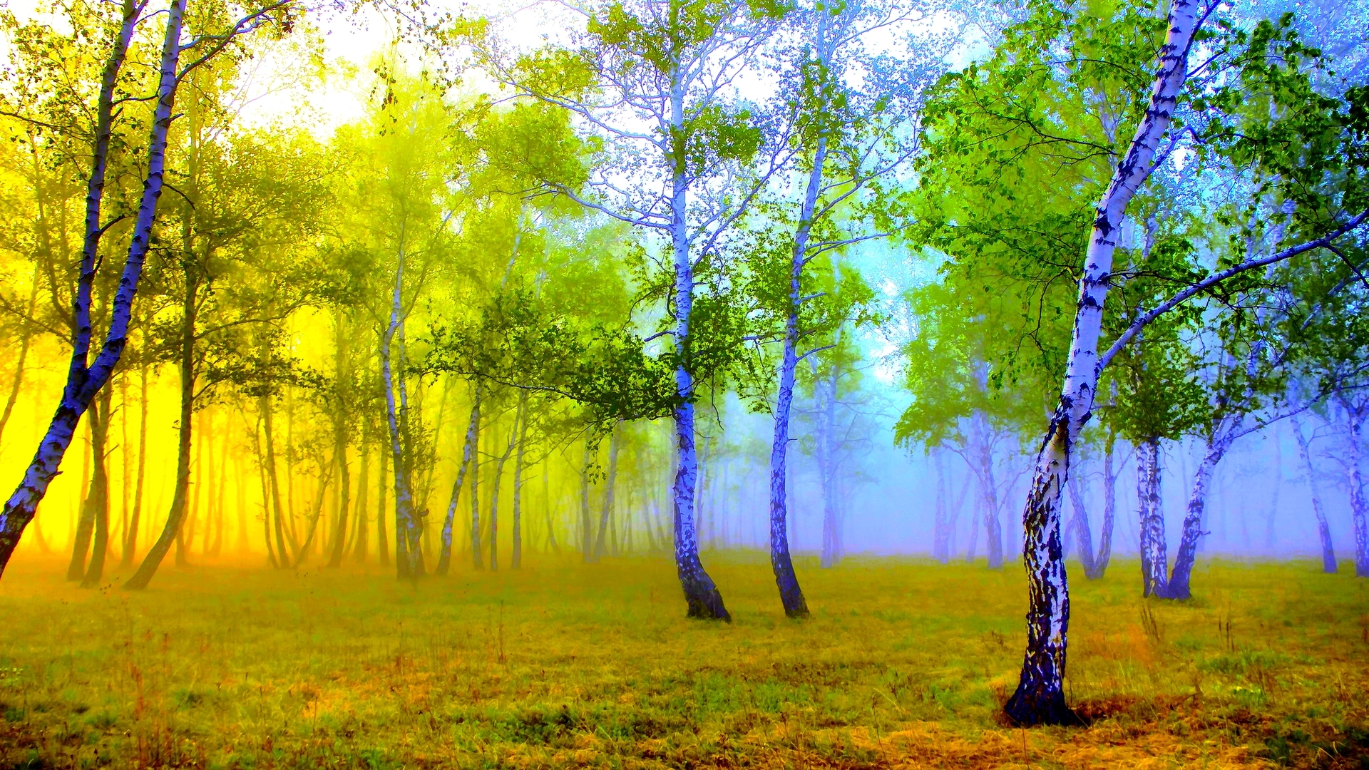 Forest with colorful fog and trees HD Wallpaper