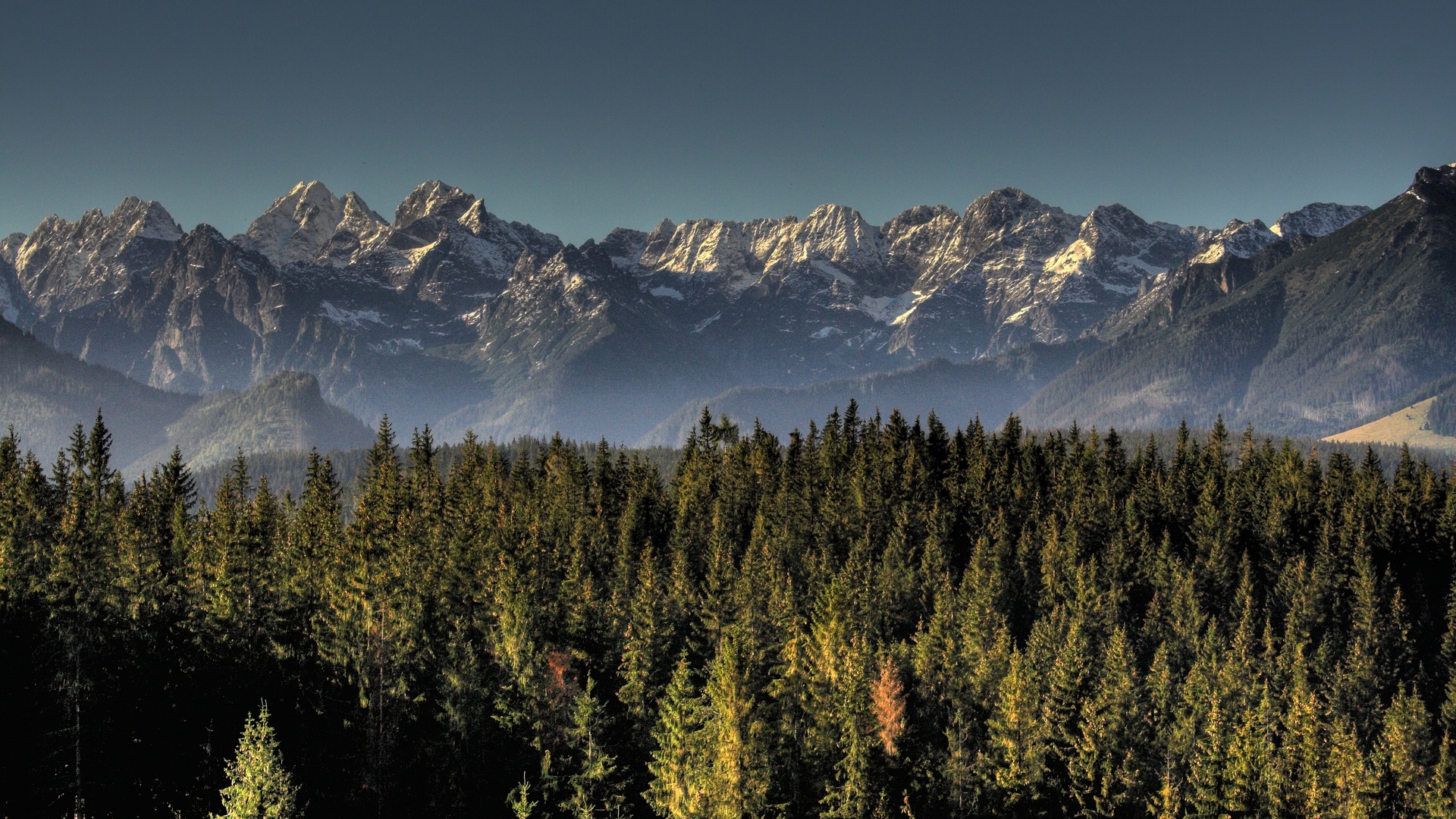 Snow-capped mountains behind a dense pine forest HD Wallpaper