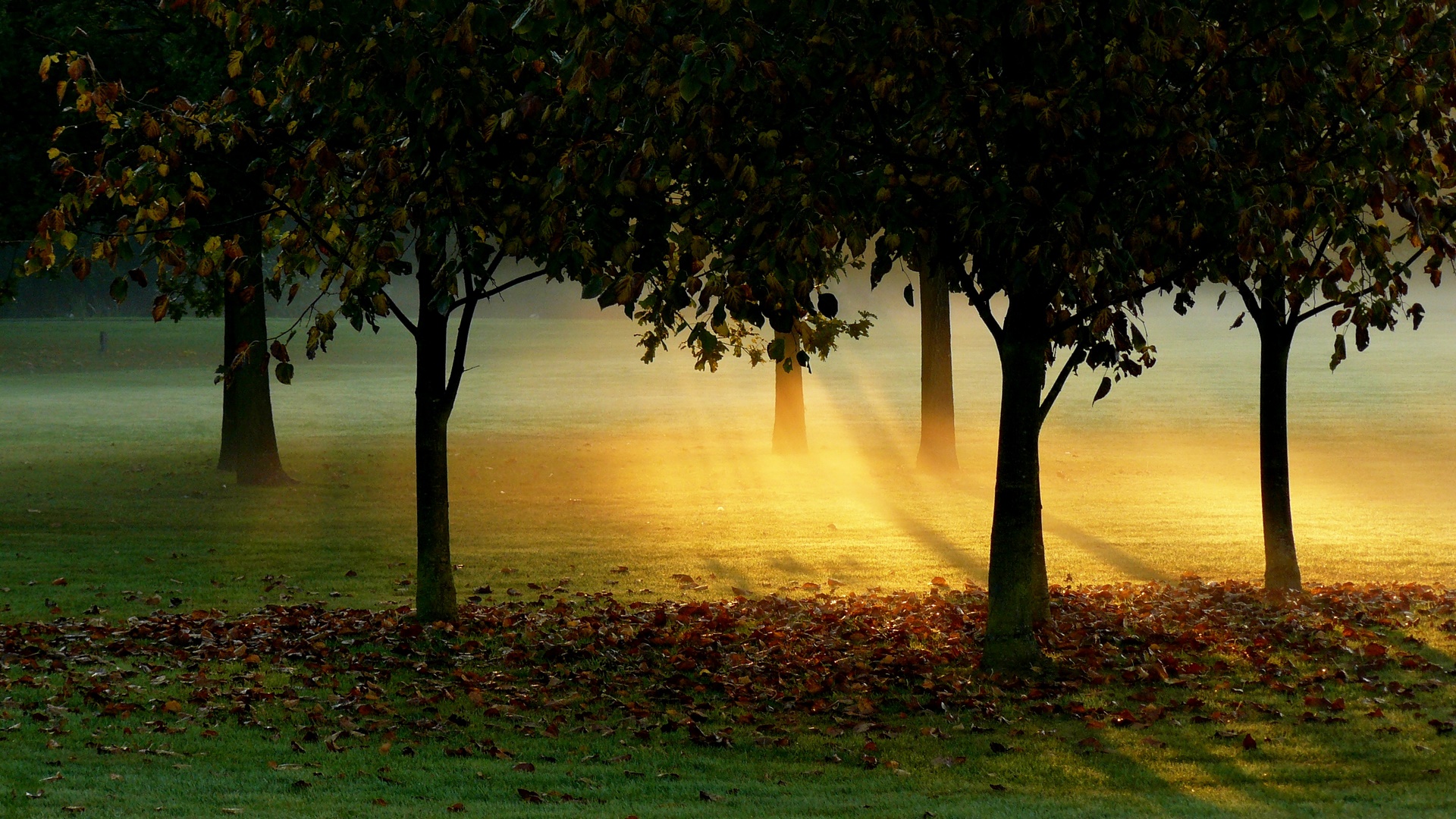 Sunlight filtering through trees in a misty park HD Wallpaper