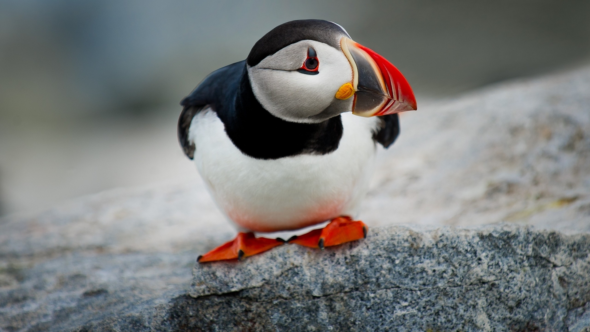 Atlantic Puffin with red beak on a rock HD Wallpaper