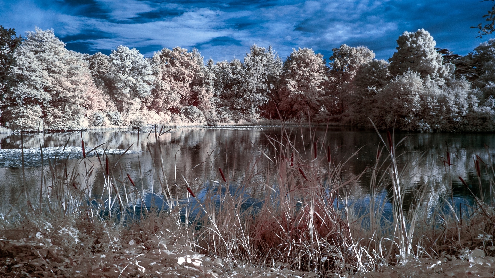 Lake with trees and reeds HD Wallpaper