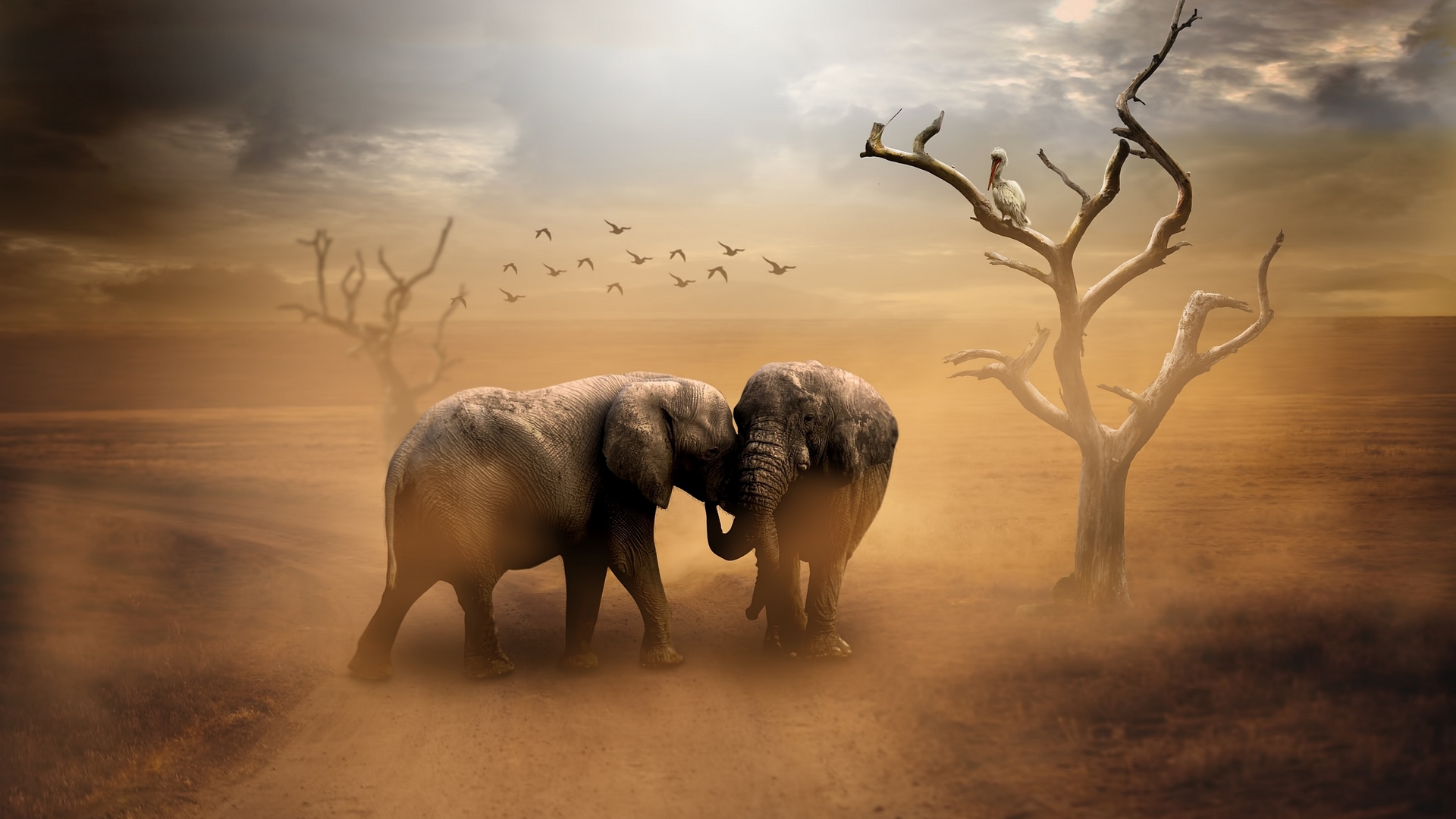 Two elephants in a dusty, barren landscape with dead trees HD Wallpaper