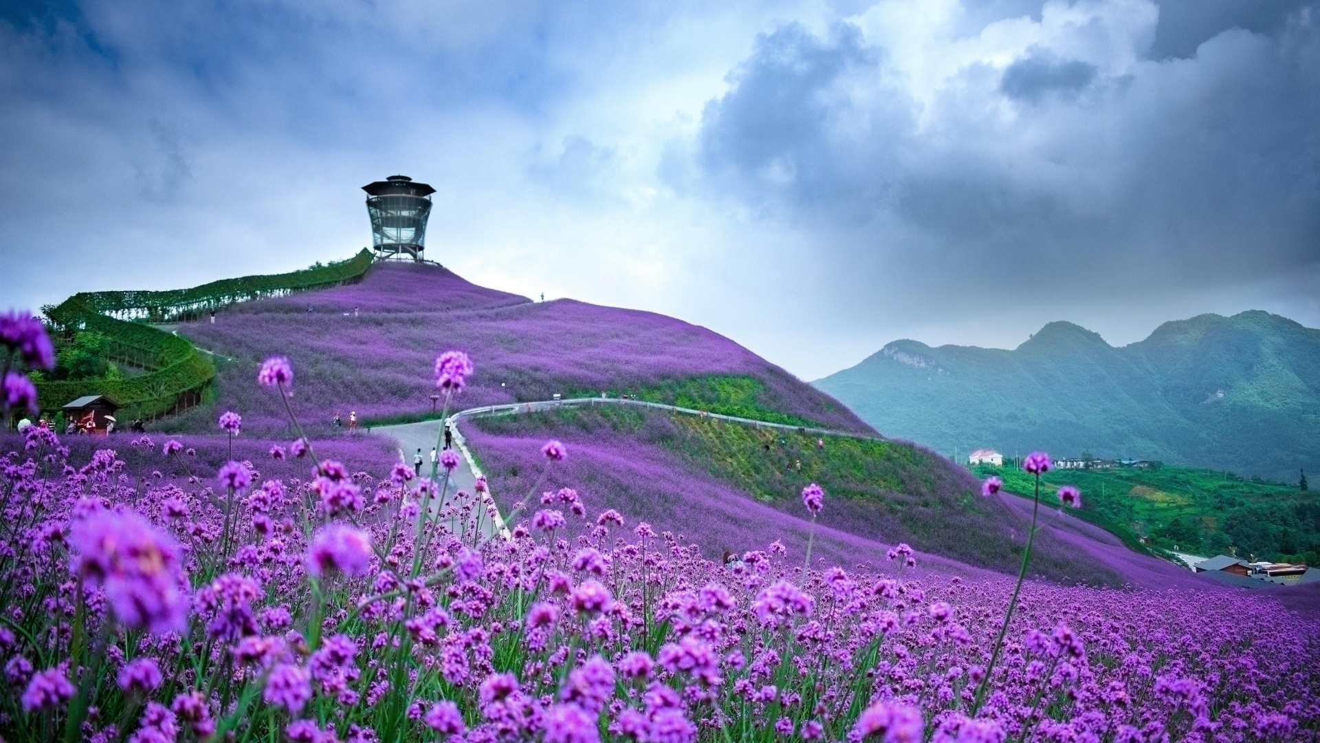 Purple verbena flowers on a hill with a tower in China HD Wallpaper