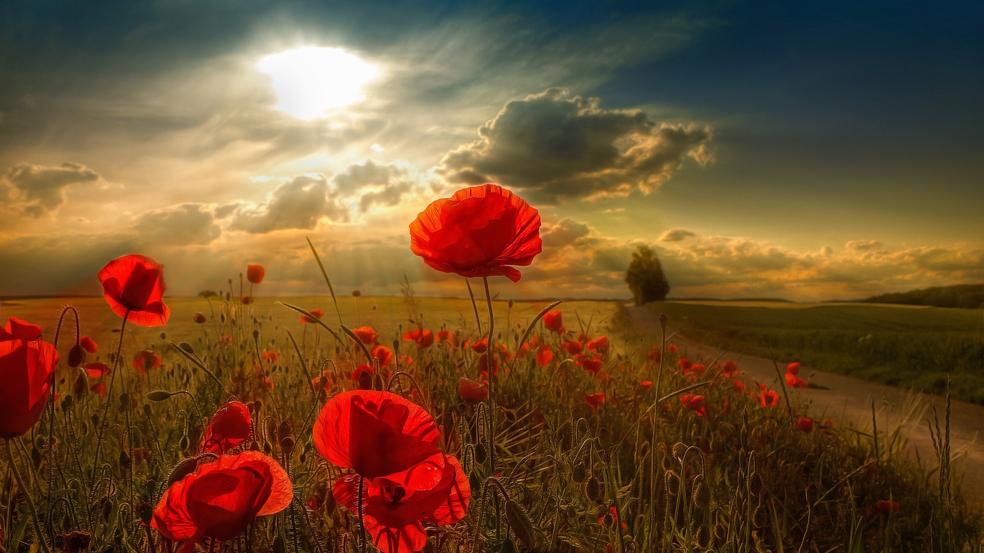 Sunset Over a Field of Red Poppies HD Wallpaper